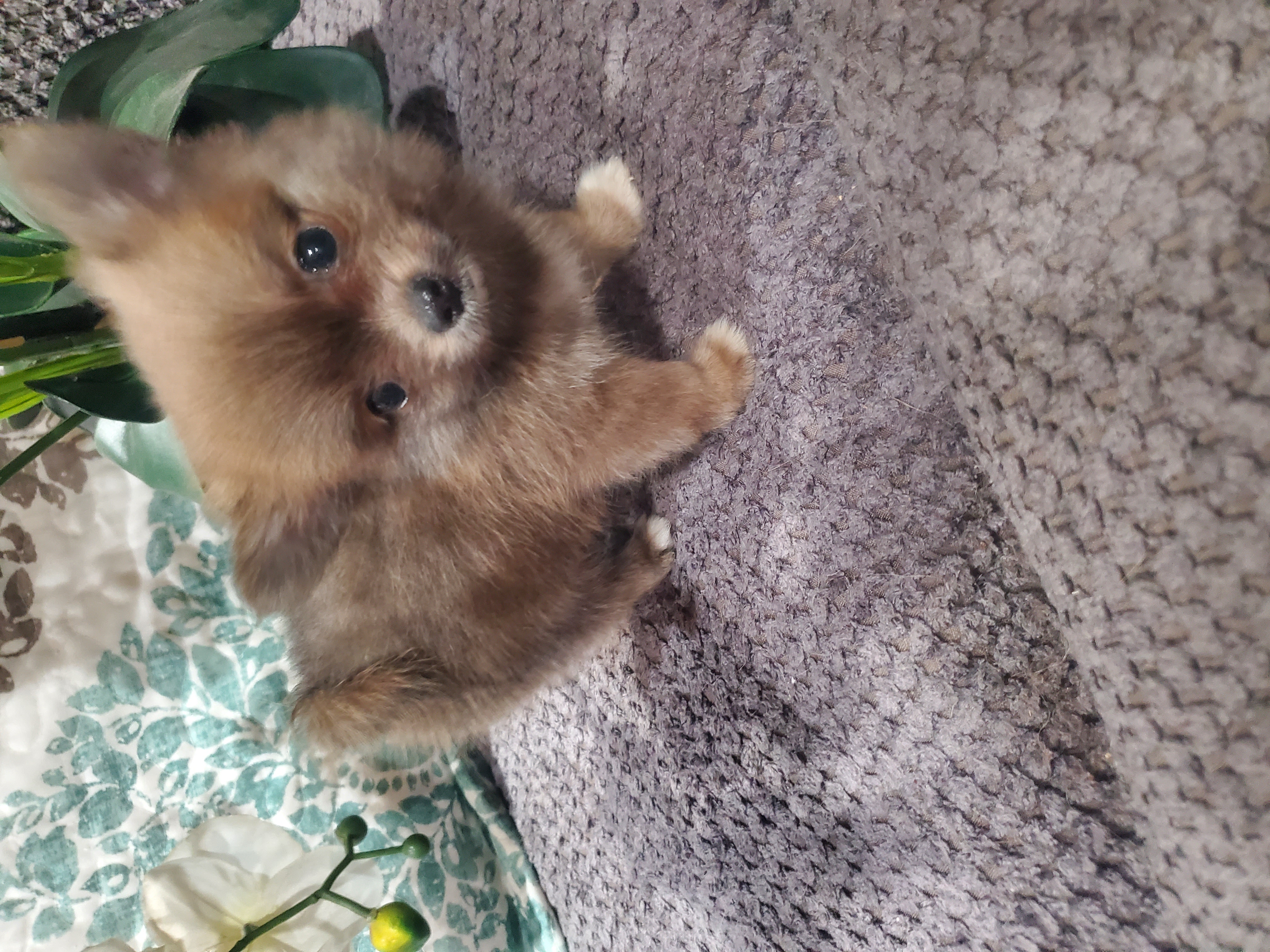 BUDDAH – Pomeranian puppy for sale in Ocala, FL
