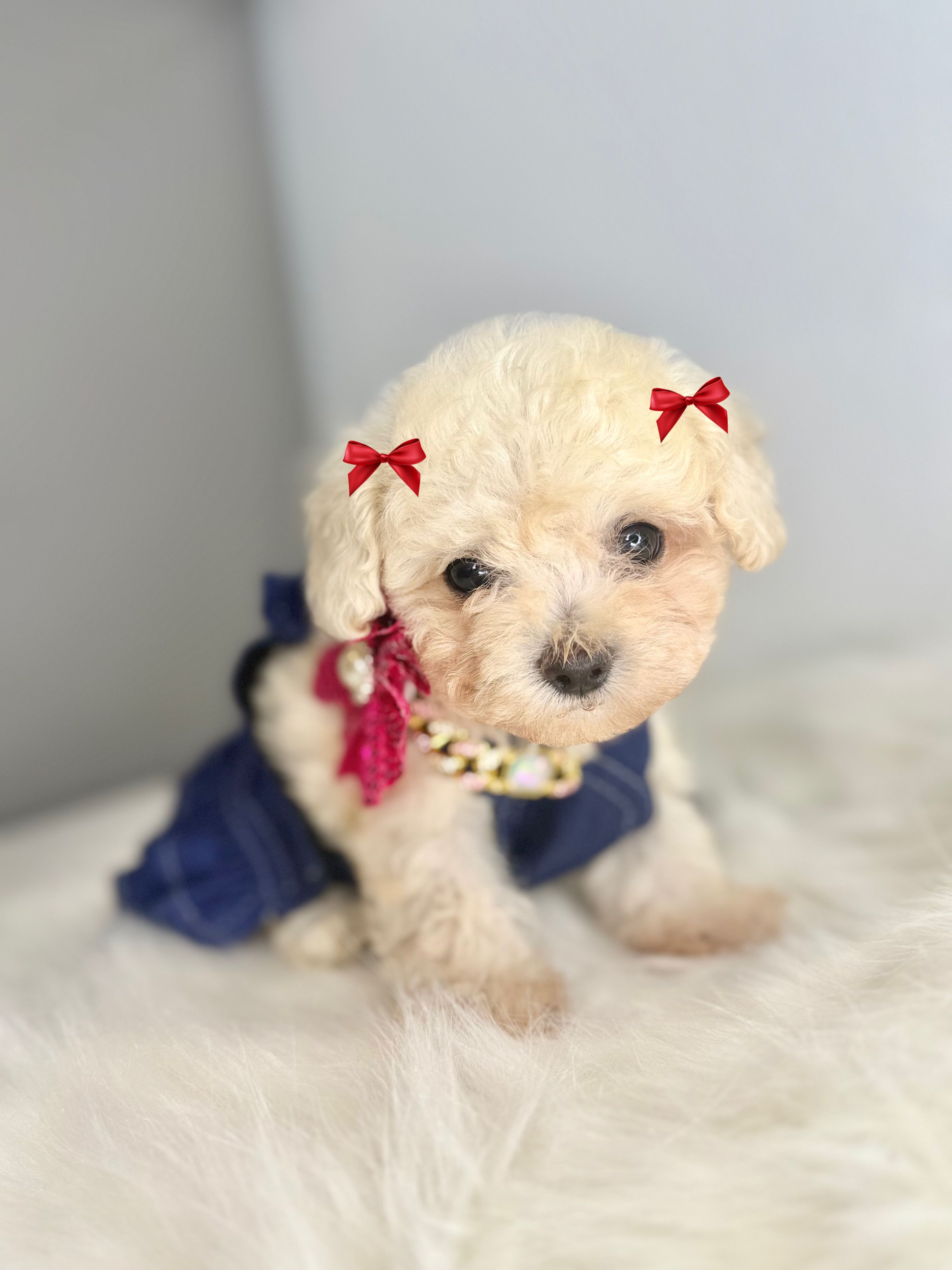 Princess 🐶🐾 – Poodle - Toy  puppy for sale in Houston, TX