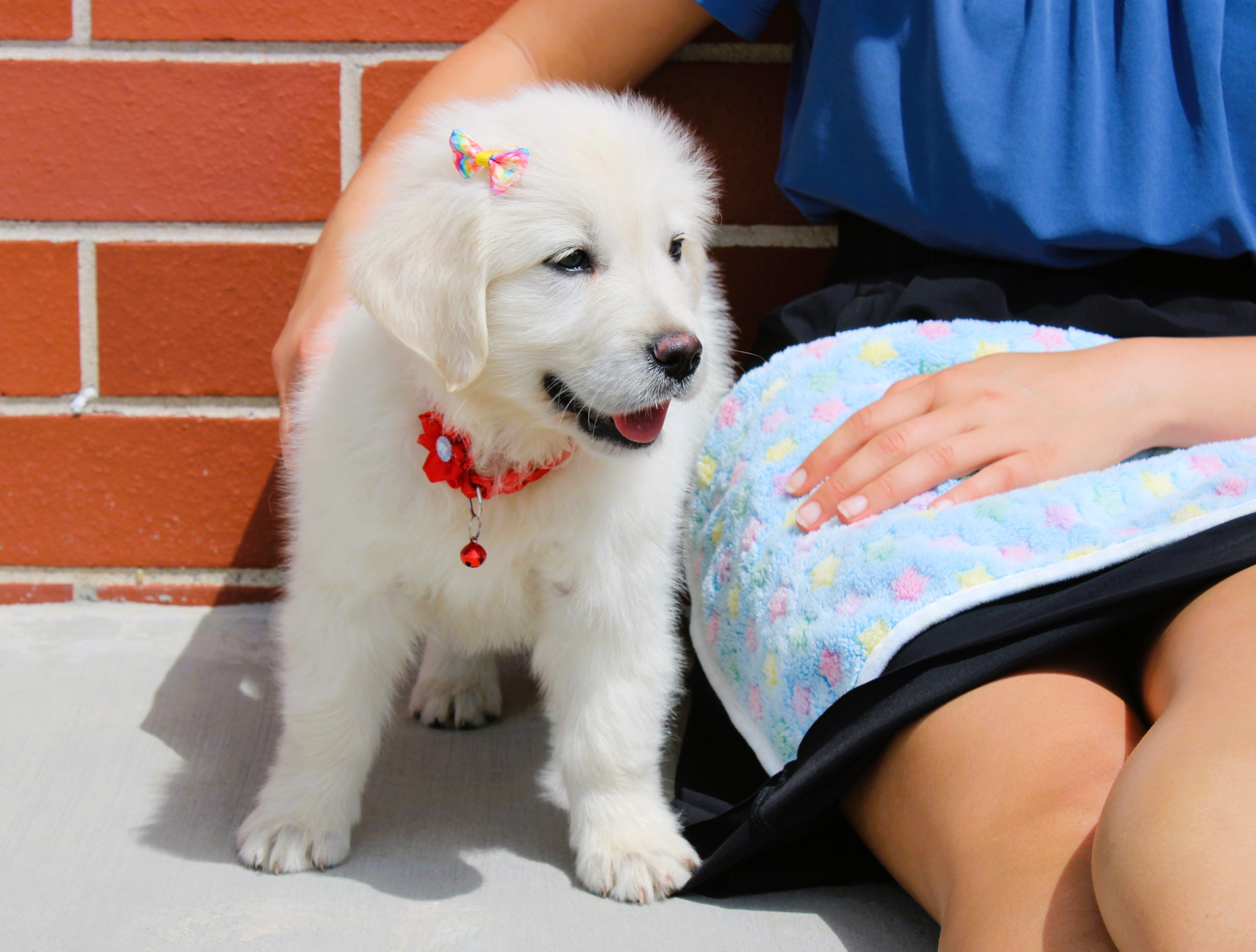 Roland – English Cream Golden Retriever puppy for sale in Kansas City, MO