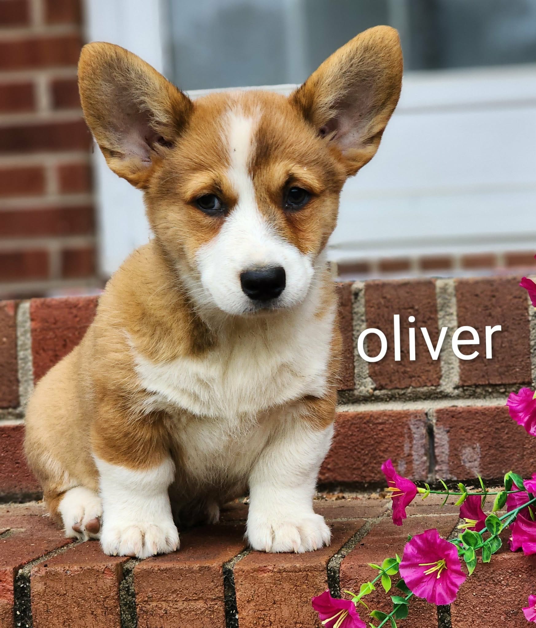 Oliver – Pembroke Welsh Corgi puppy for sale in Winston-Salem, NC