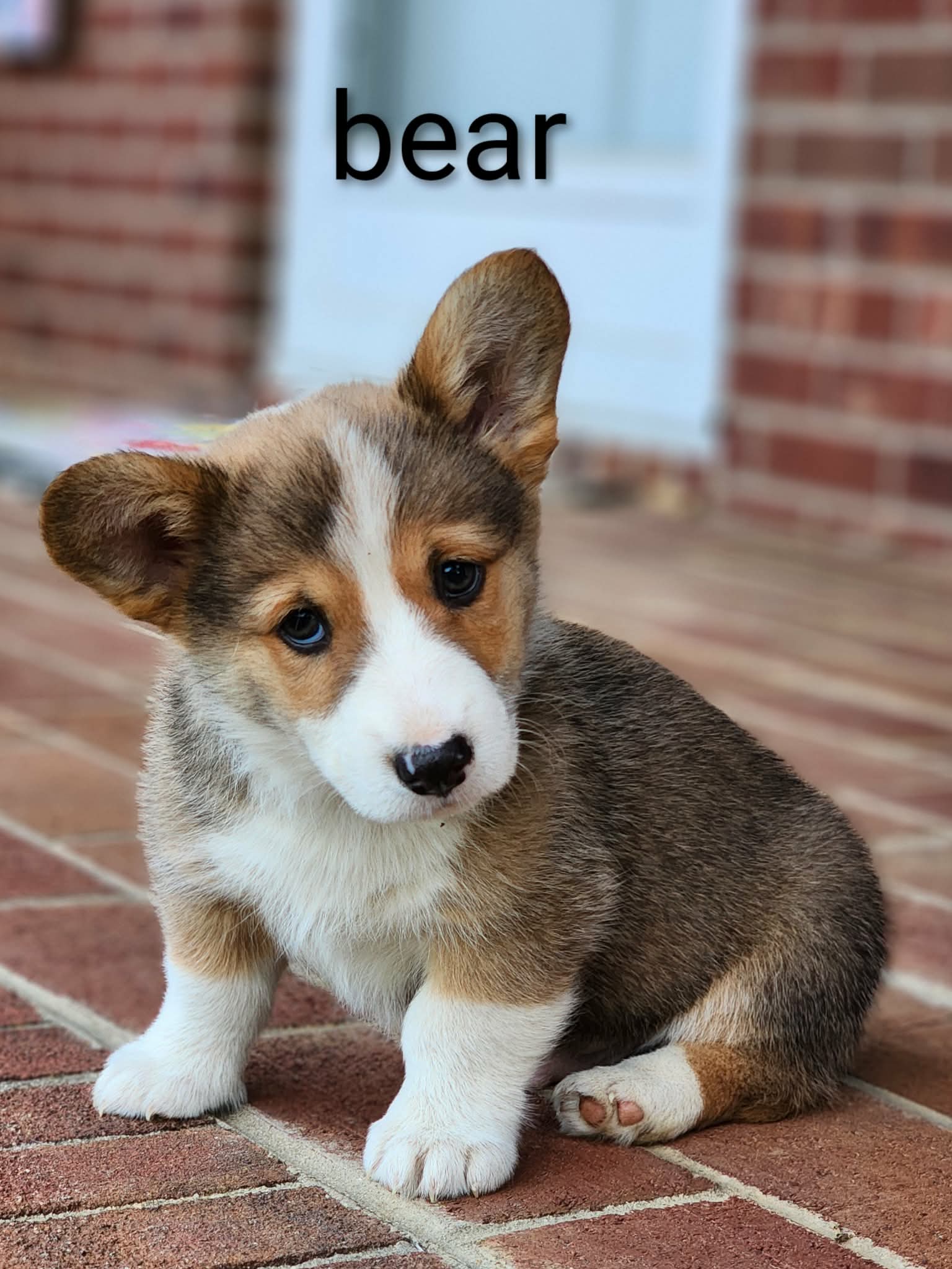Bear – Pembroke Welsh Corgi puppy for sale in Winston-Salem, NC