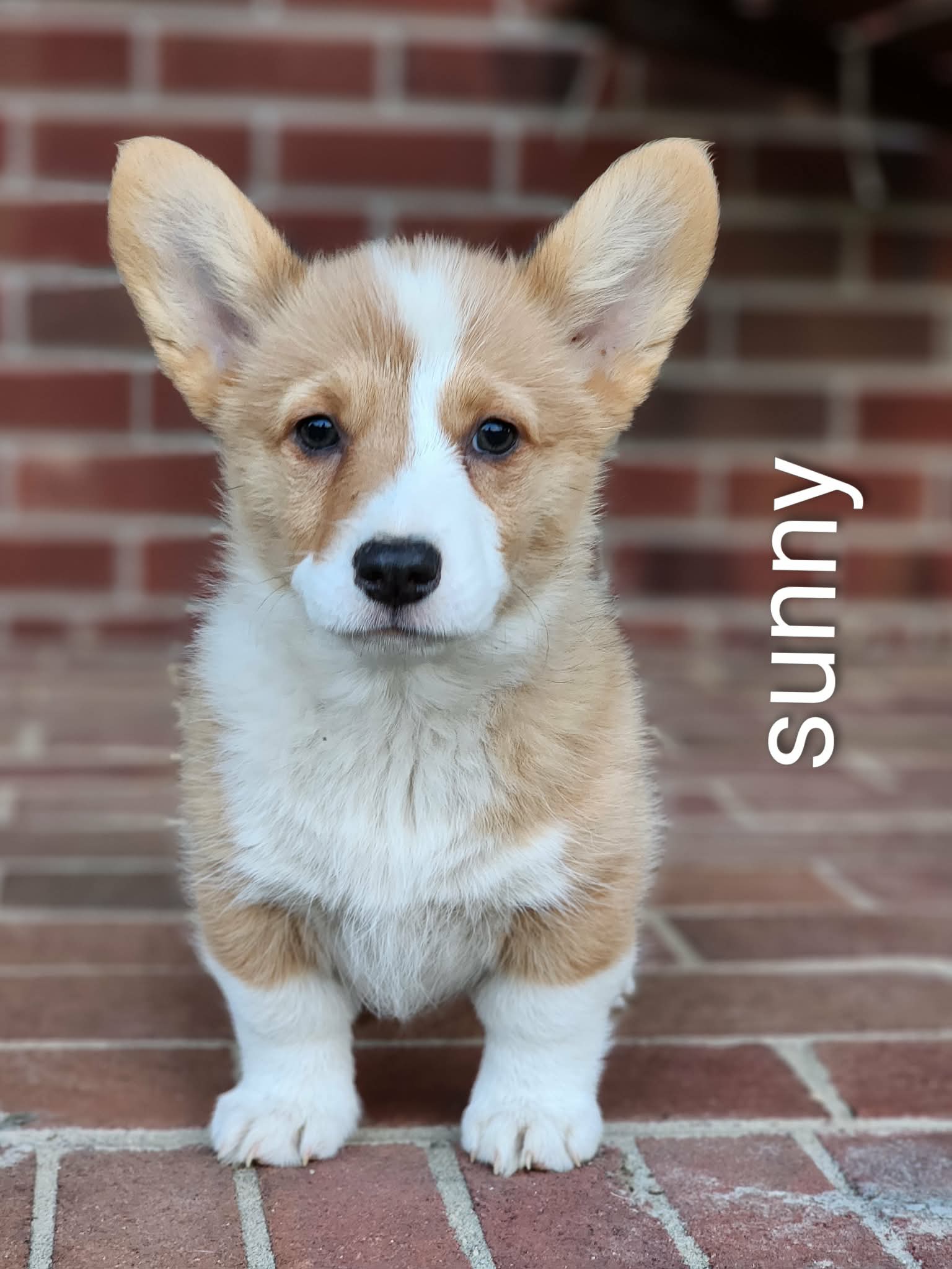 Sunny – Pembroke Welsh Corgi puppy for sale in Winston-Salem, NC