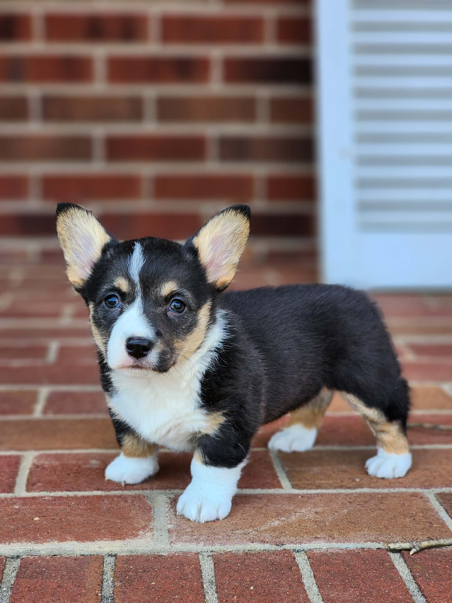 Cassie – Pembroke Welsh Corgi puppy for sale in Winston-Salem, NC