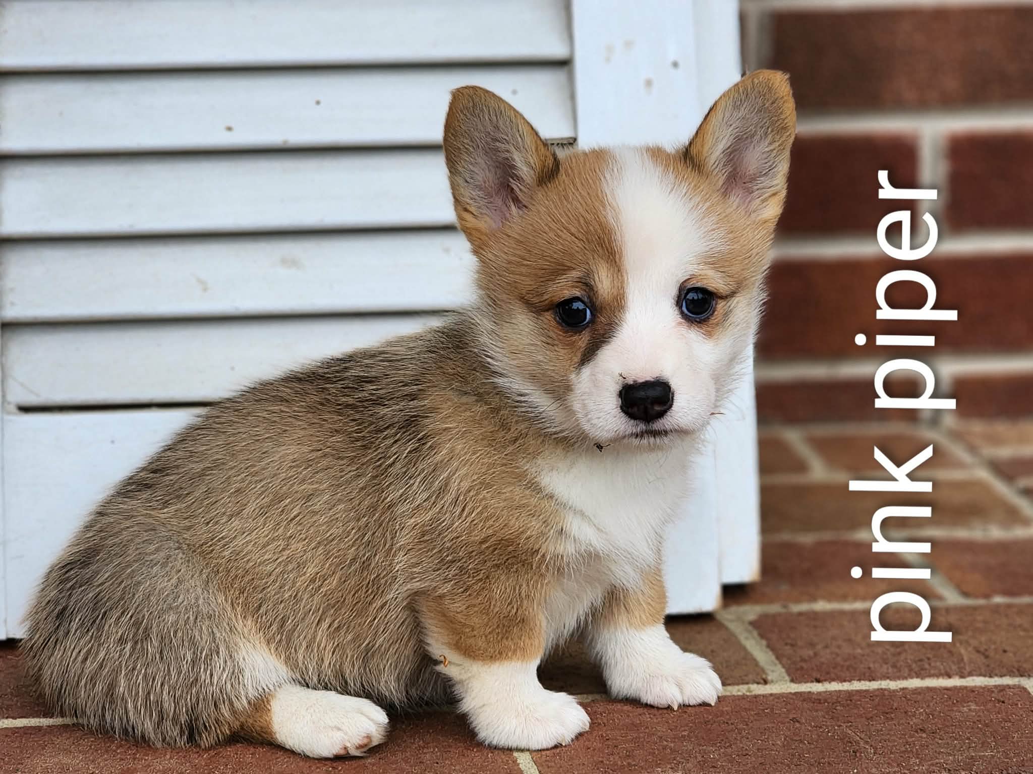 Piper – Pembroke Welsh Corgi puppy for sale in Winston-Salem, NC