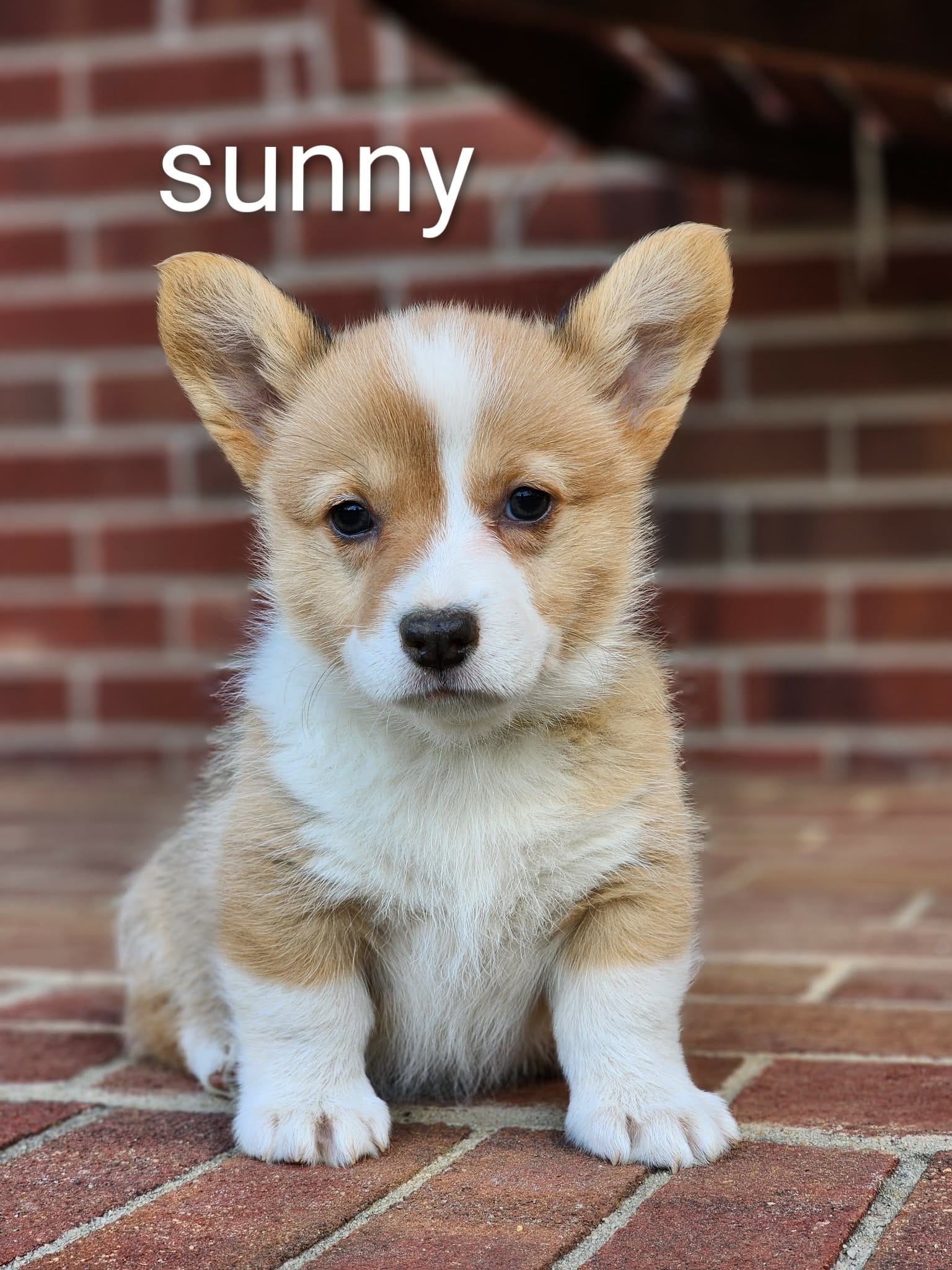 Sunny – Pembroke Welsh Corgi puppy for sale in Winston-Salem, NC