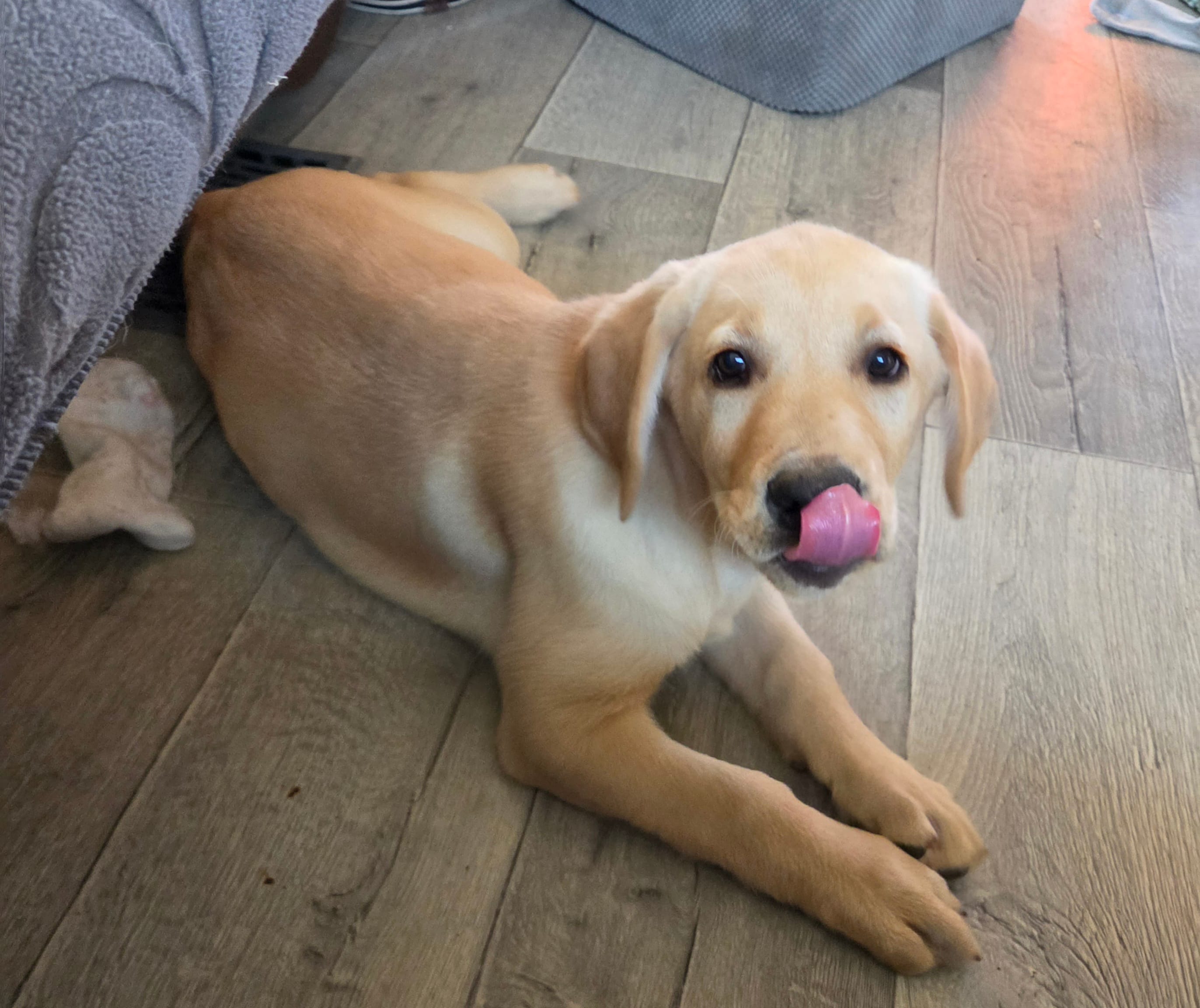 Cona 3 – Labrador Retriever puppy for sale in Snyder, CO