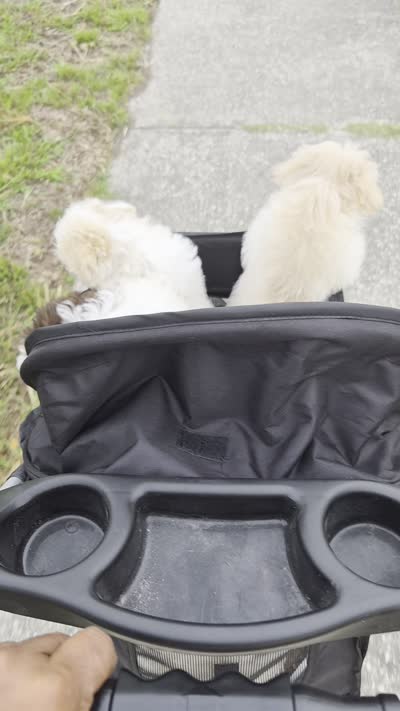 Pup Three, a female Shih Tzu for sale in Jacksonville, FL – 2 of 9