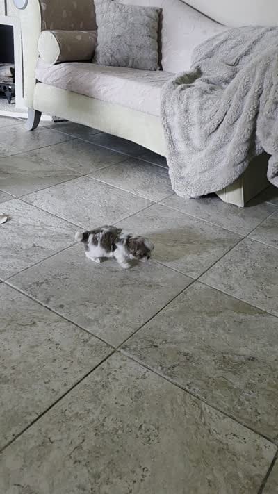 Pup 06 boy, a male Shih Tzu for sale in Jacksonville, FL – 2 of 6