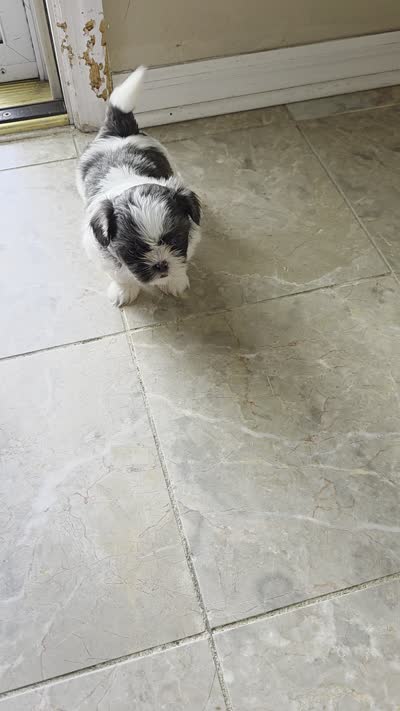 Shitzu Cuteness 1, a female Shih Tzu for sale in Jacksonville, FL – 2 of 10