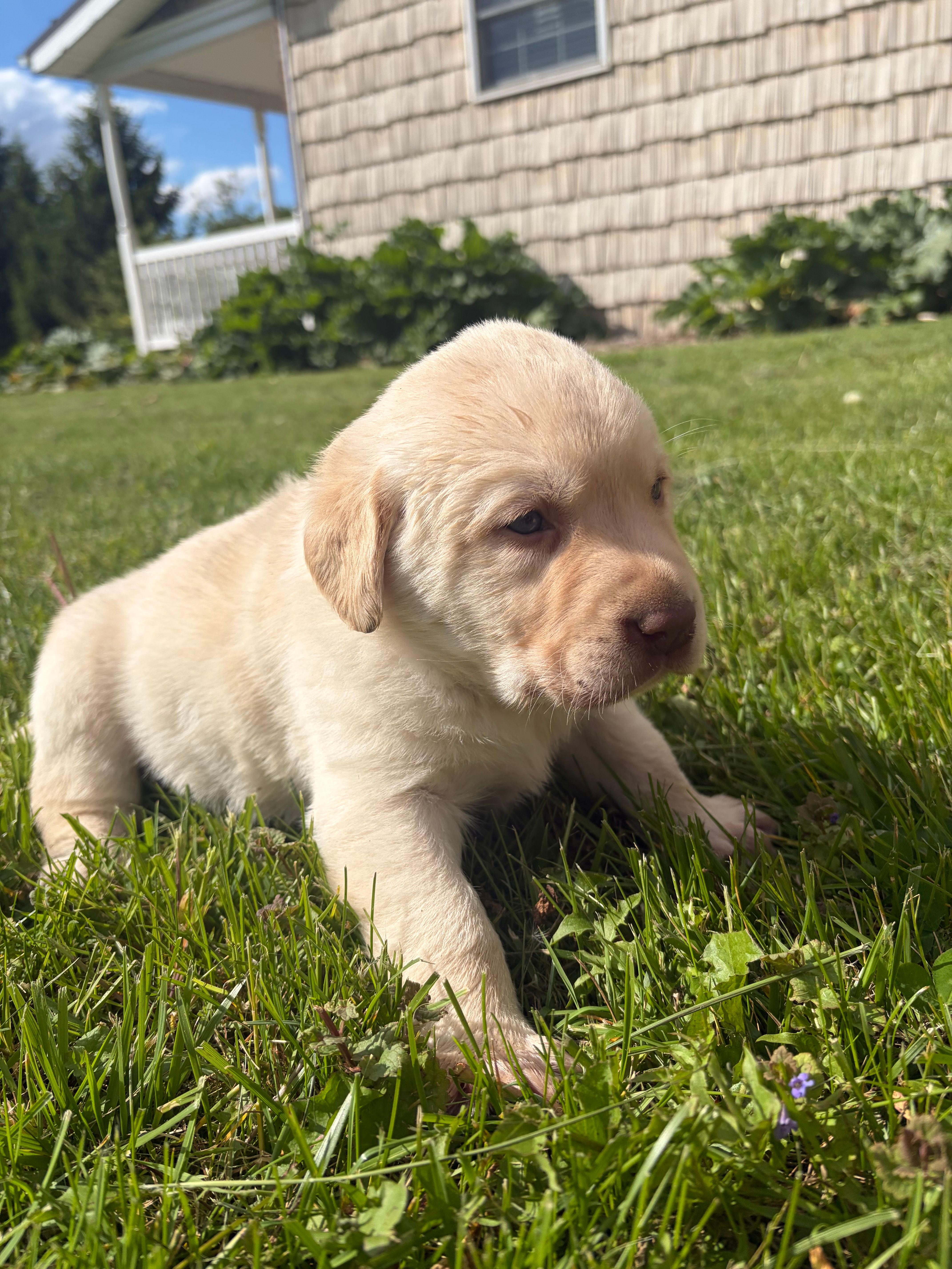 Billy – Labrador Retriever puppy for sale in Bucyrus, OH