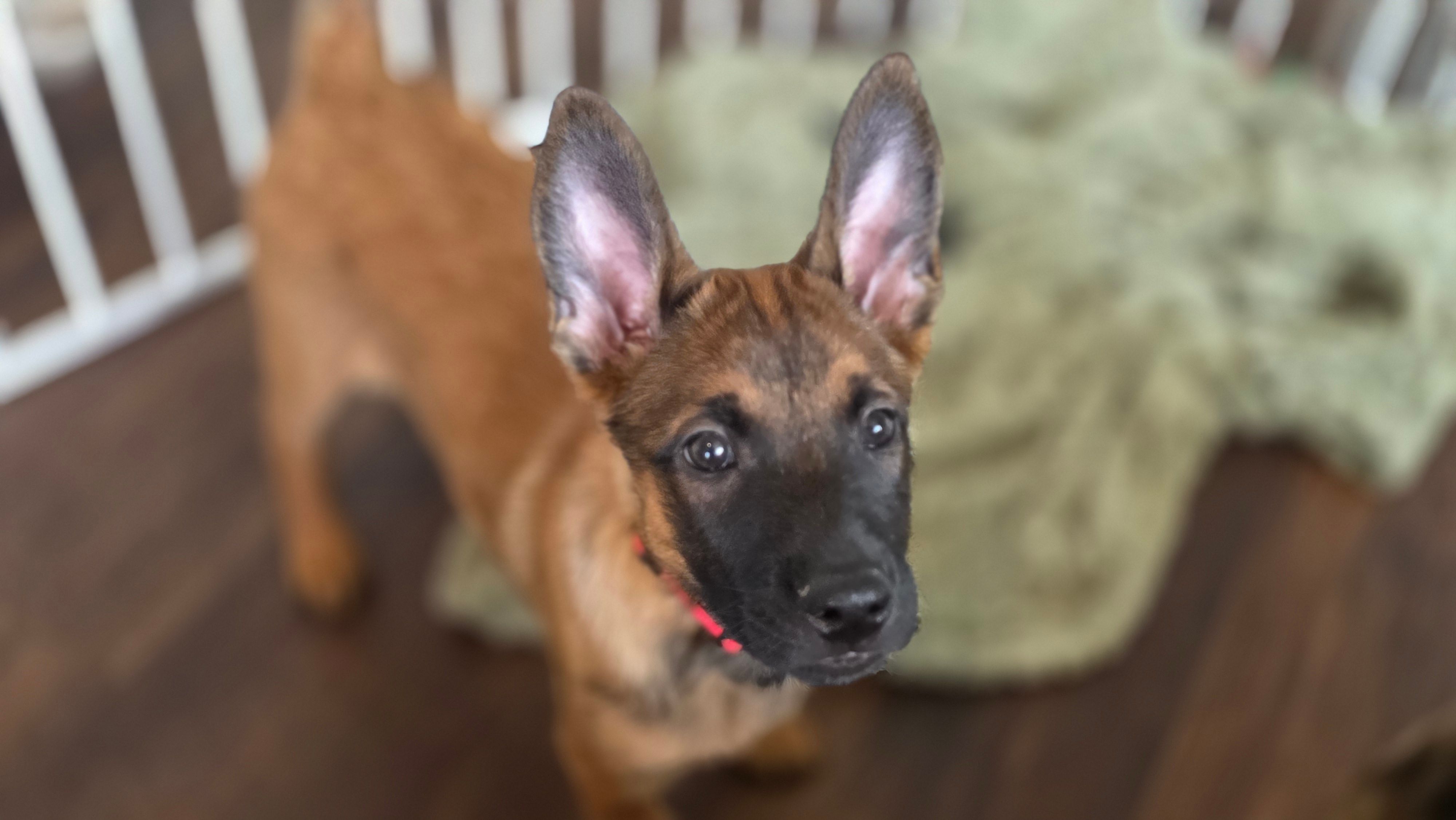 Red – Belgian Malinois puppy for sale in Colorado Springs, CO