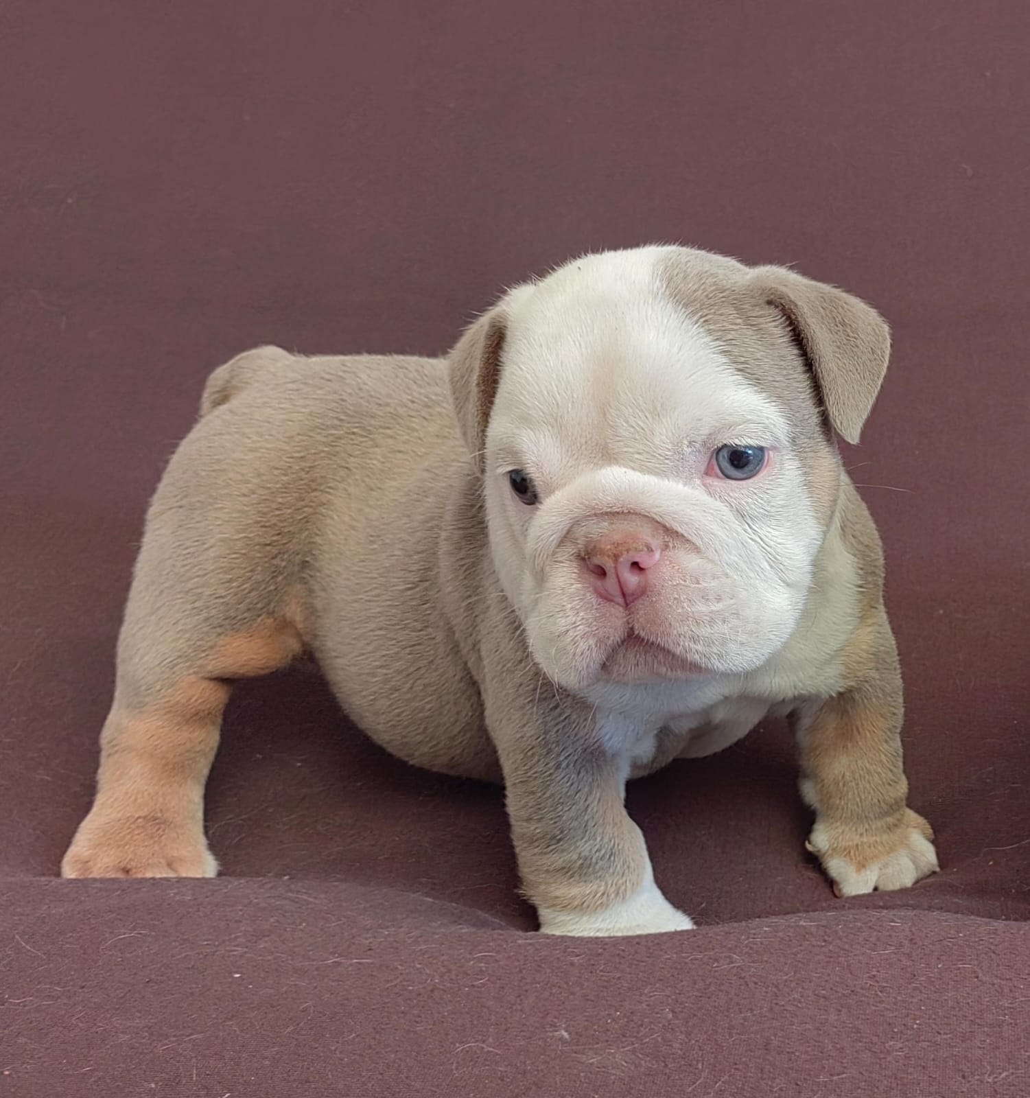 Ronny – English Bulldog puppy for sale in Orlando, FL