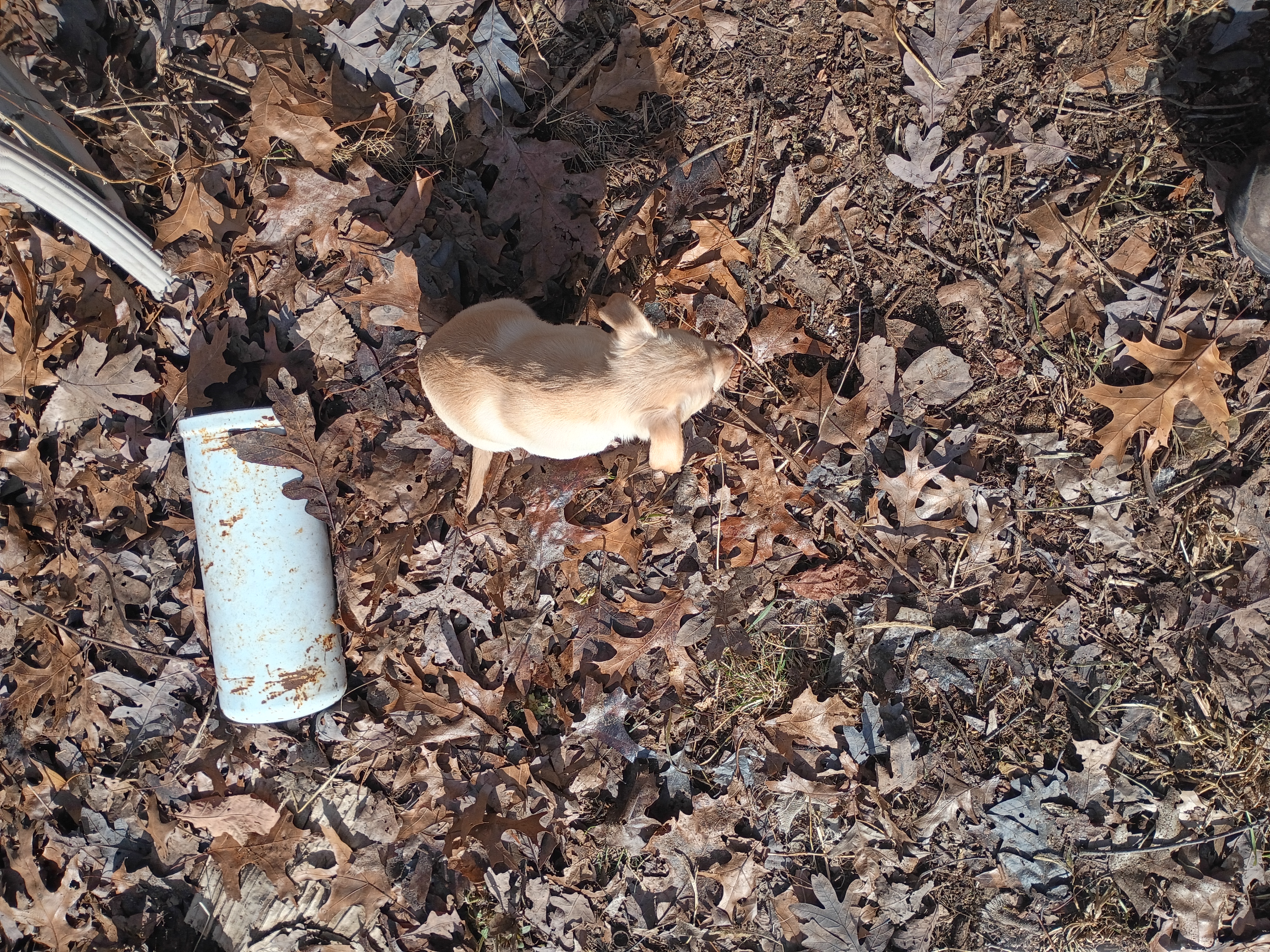 Sugar – Chiweenie puppy for sale in Romulus, MI