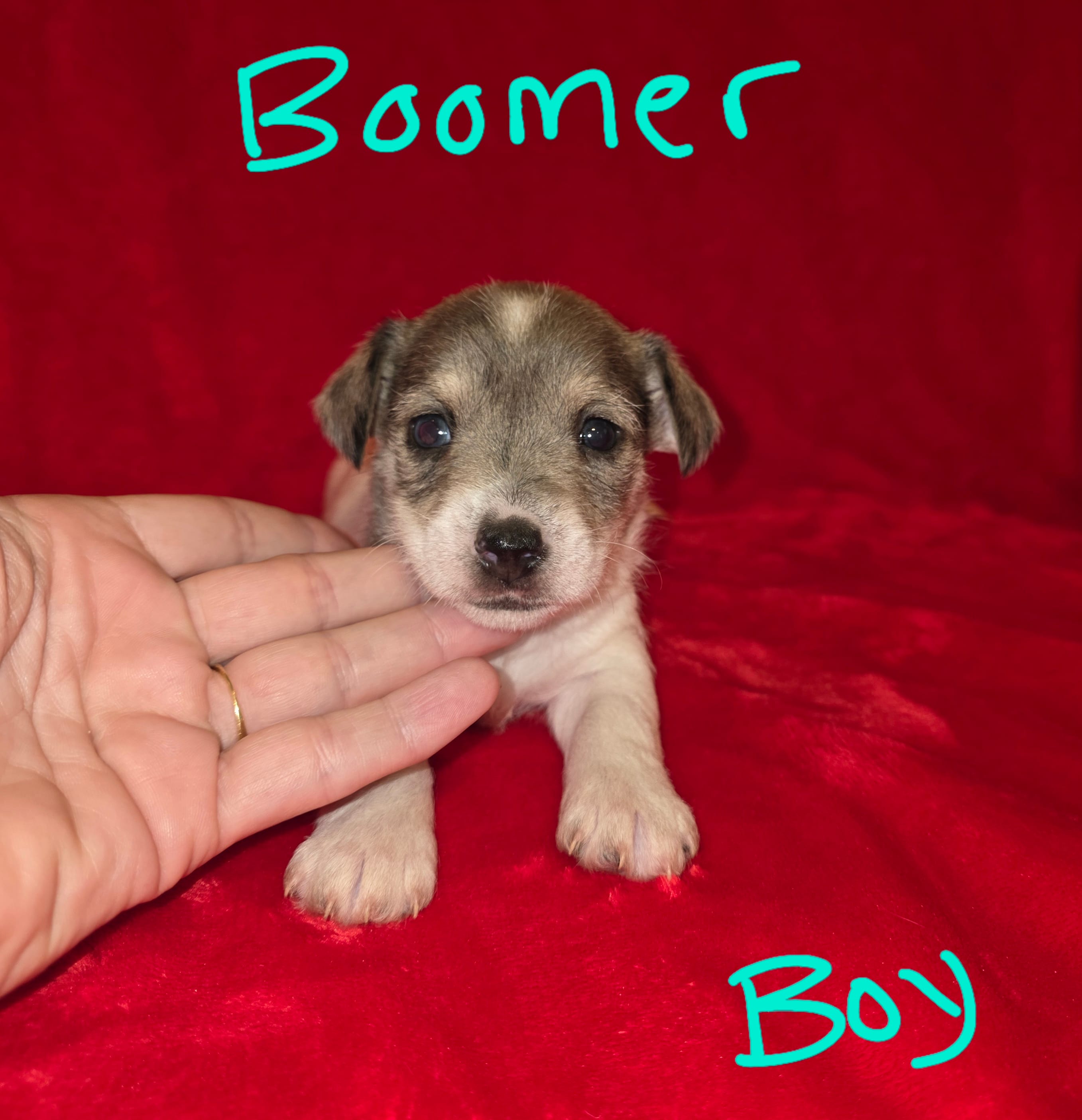 Boomer – Miniature Schnauzer, Chihuahua puppy for sale in Montezuma, GA