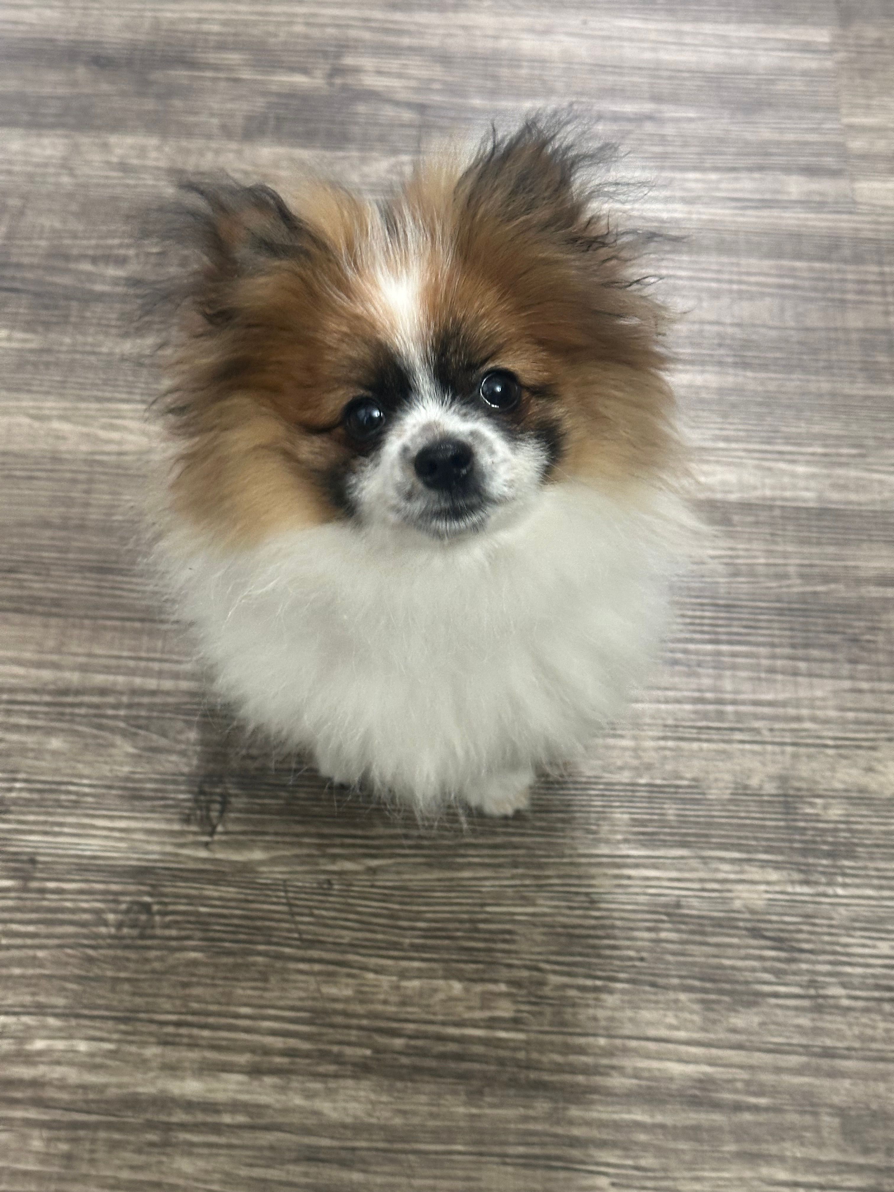 Max – Pomeranian puppy for sale in Stockton, CA