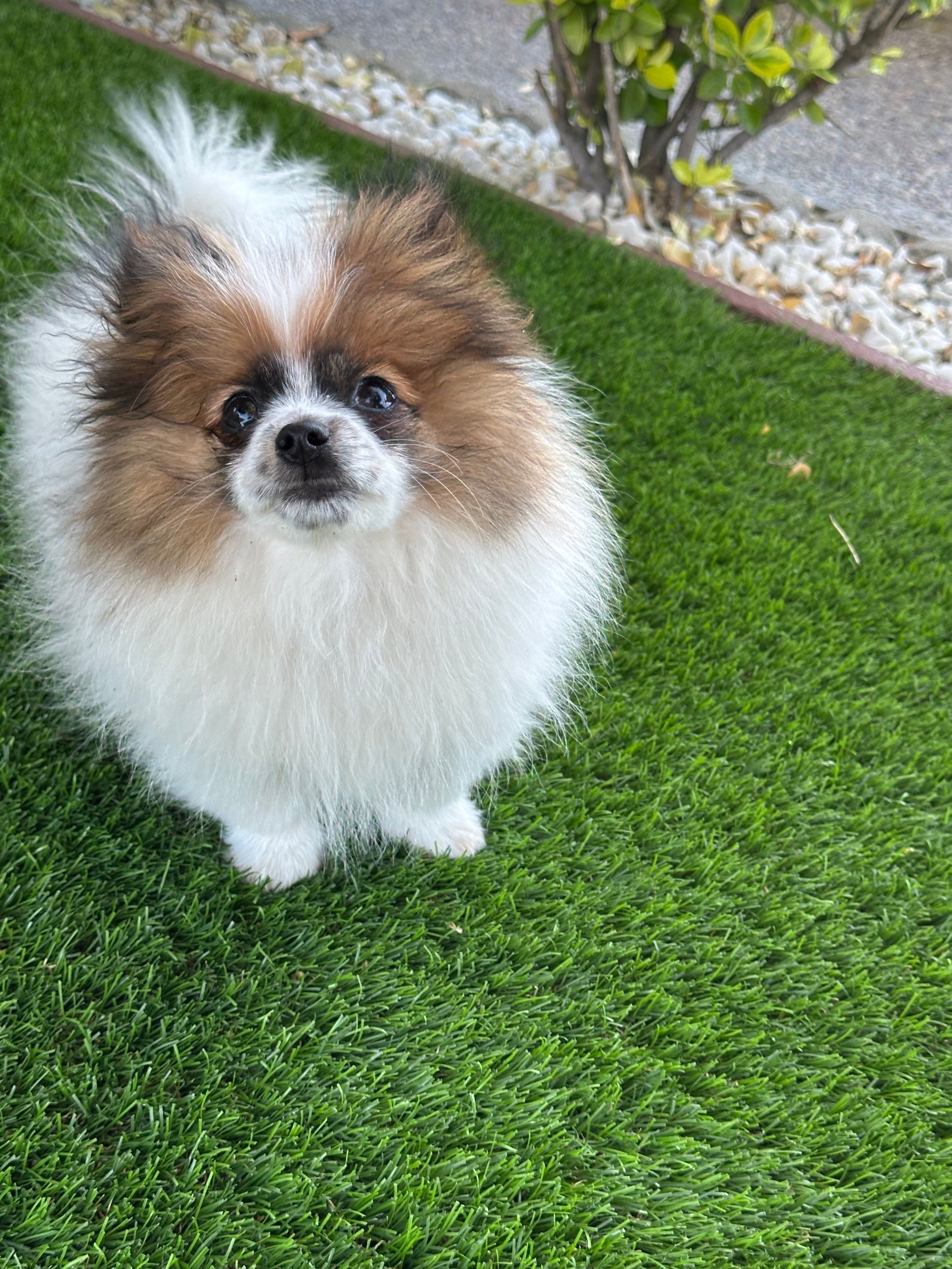 Maxi – Pomeranian puppy for sale in Stockton, CA