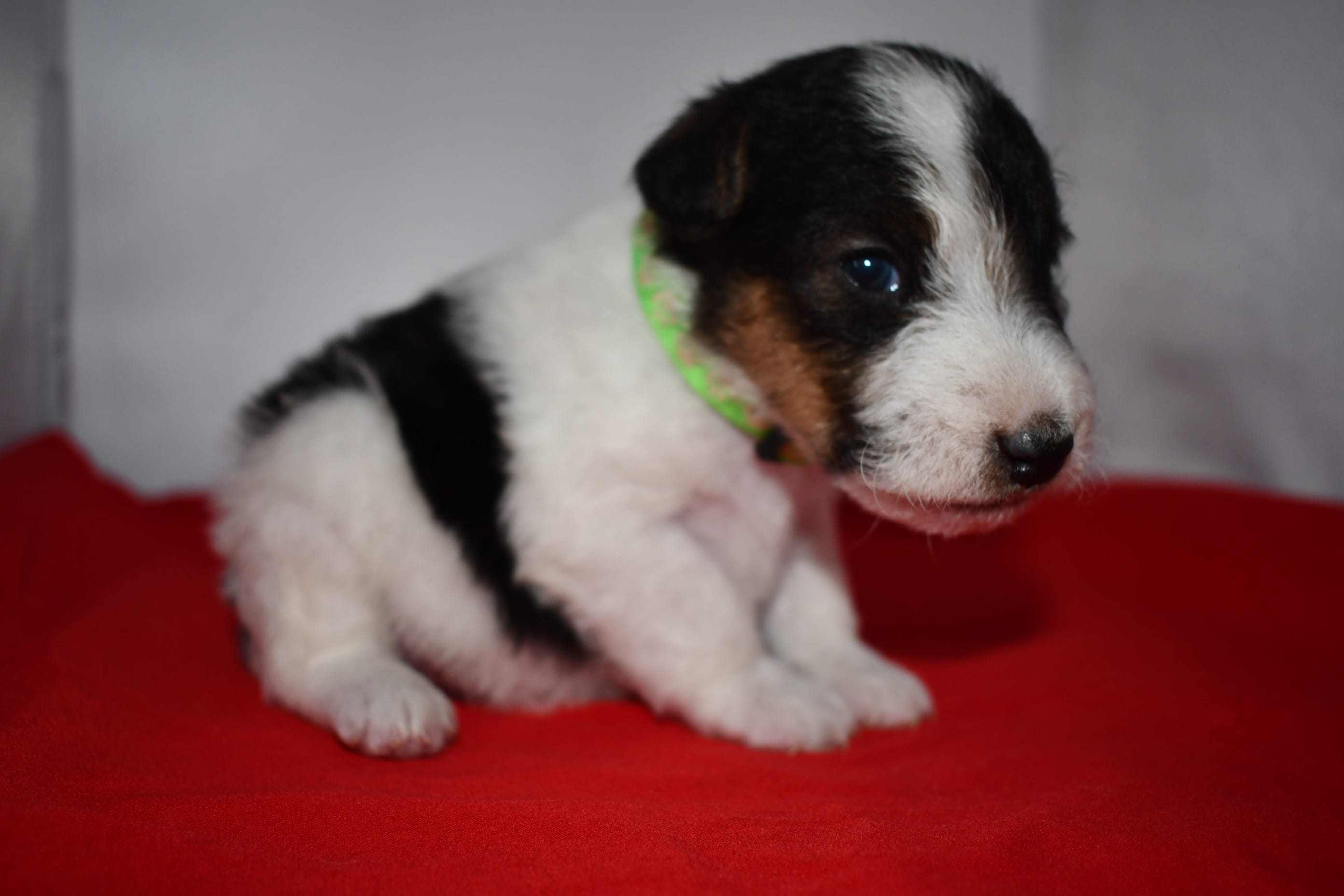 Boomer – Wire Fox Terrier puppy for sale in Draper, VA
