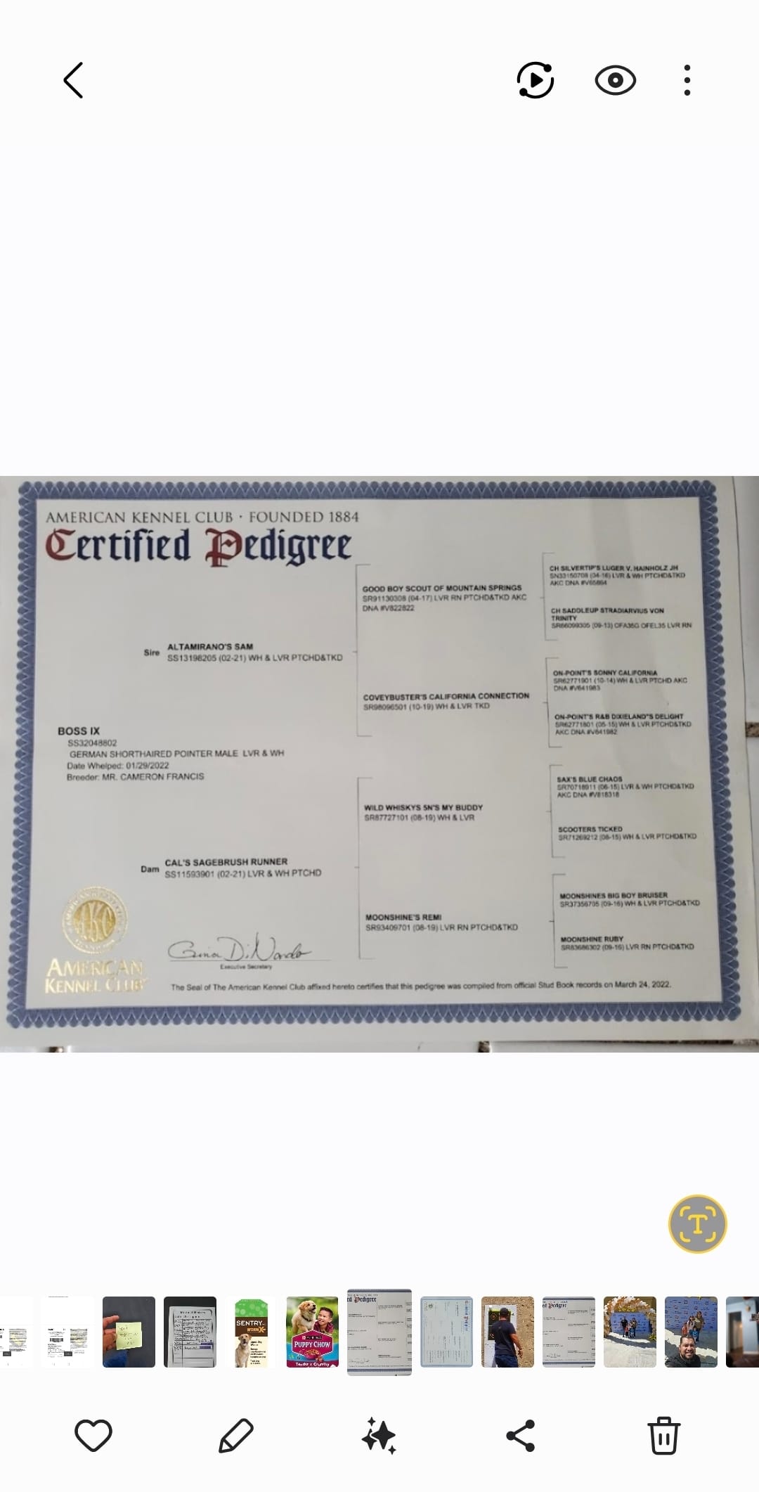 Puppies coming soon  – German Shorthaired Pointer puppy for sale in San Bernardino, CA