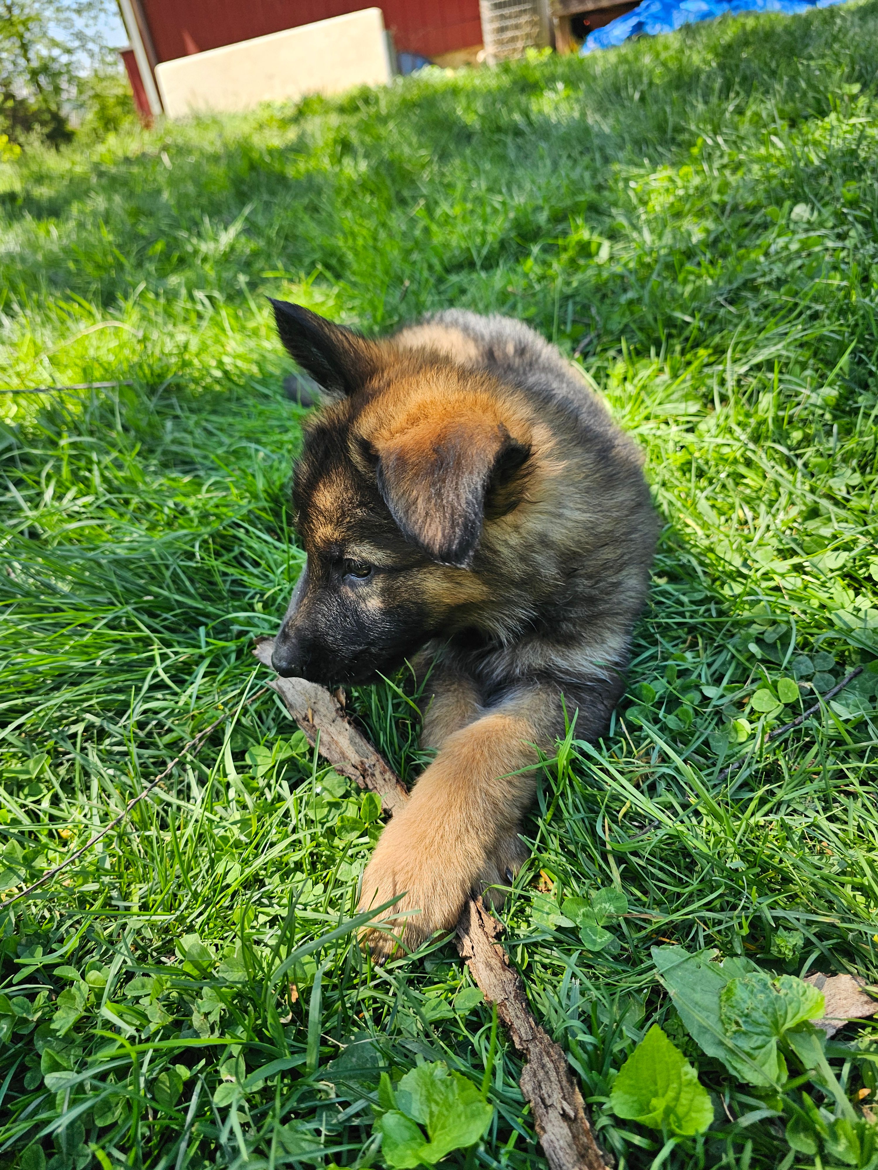 Whiskey – German Shepherd Dog puppy for sale in Lewisberry, PA