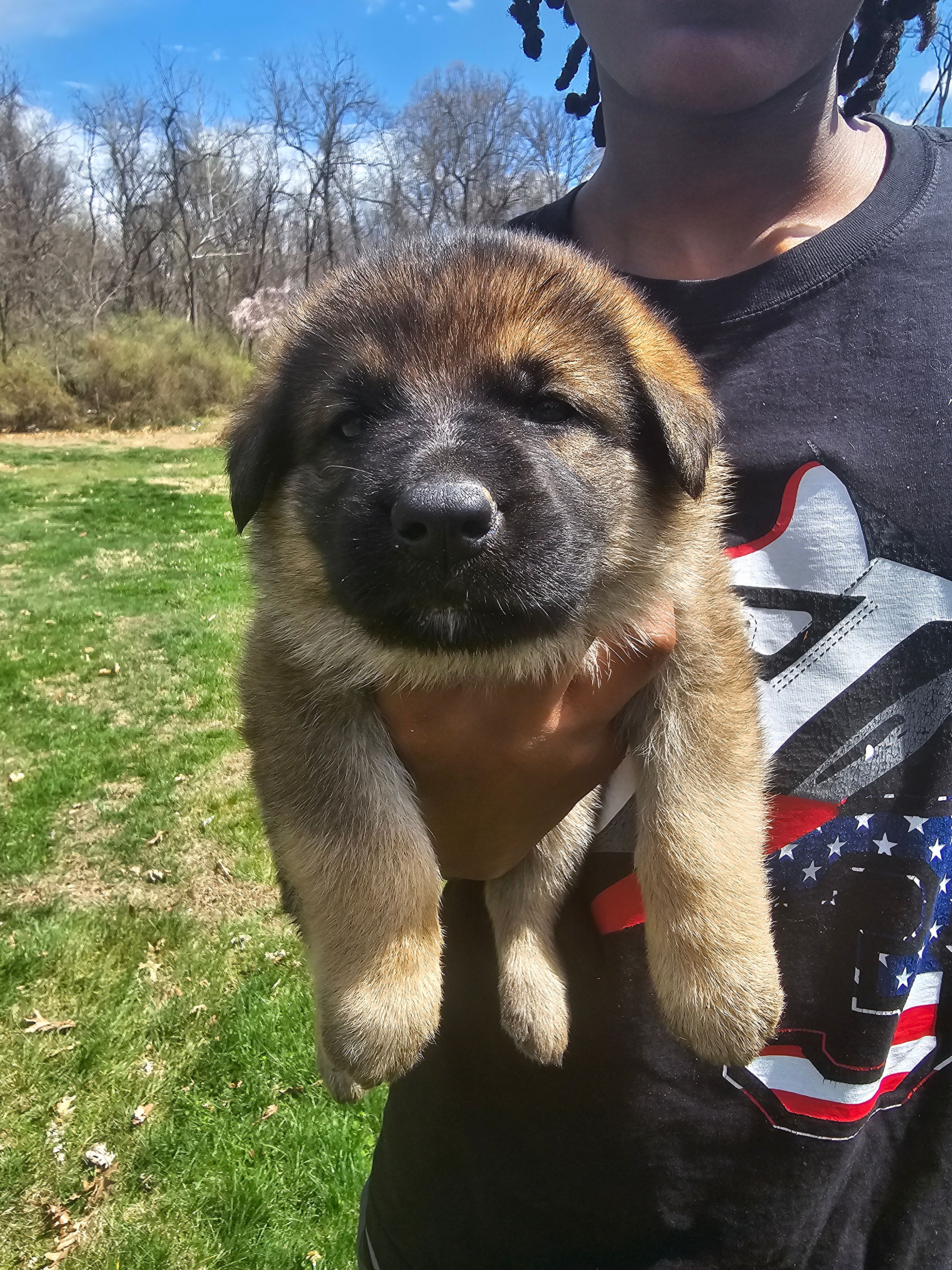 Charlie – German Shepherd Dog puppy for sale in Lewisberry, PA