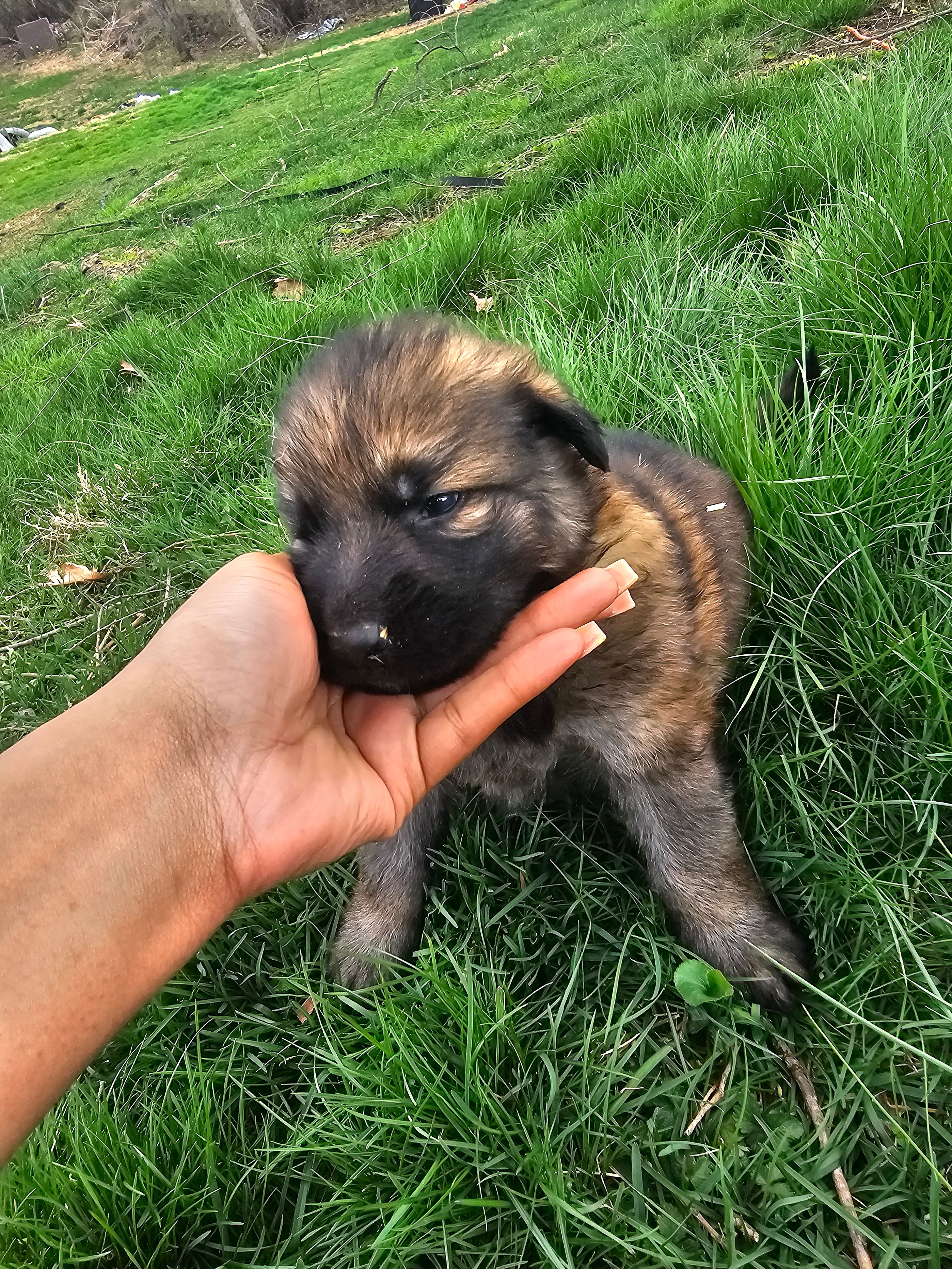 Trigger – German Shepherd Dog puppy for sale in Lewisberry, PA