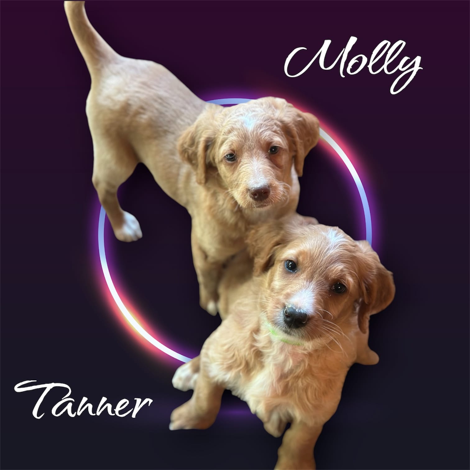 Tanner – Irish Doodle puppy for sale in Winston-Salem, NC