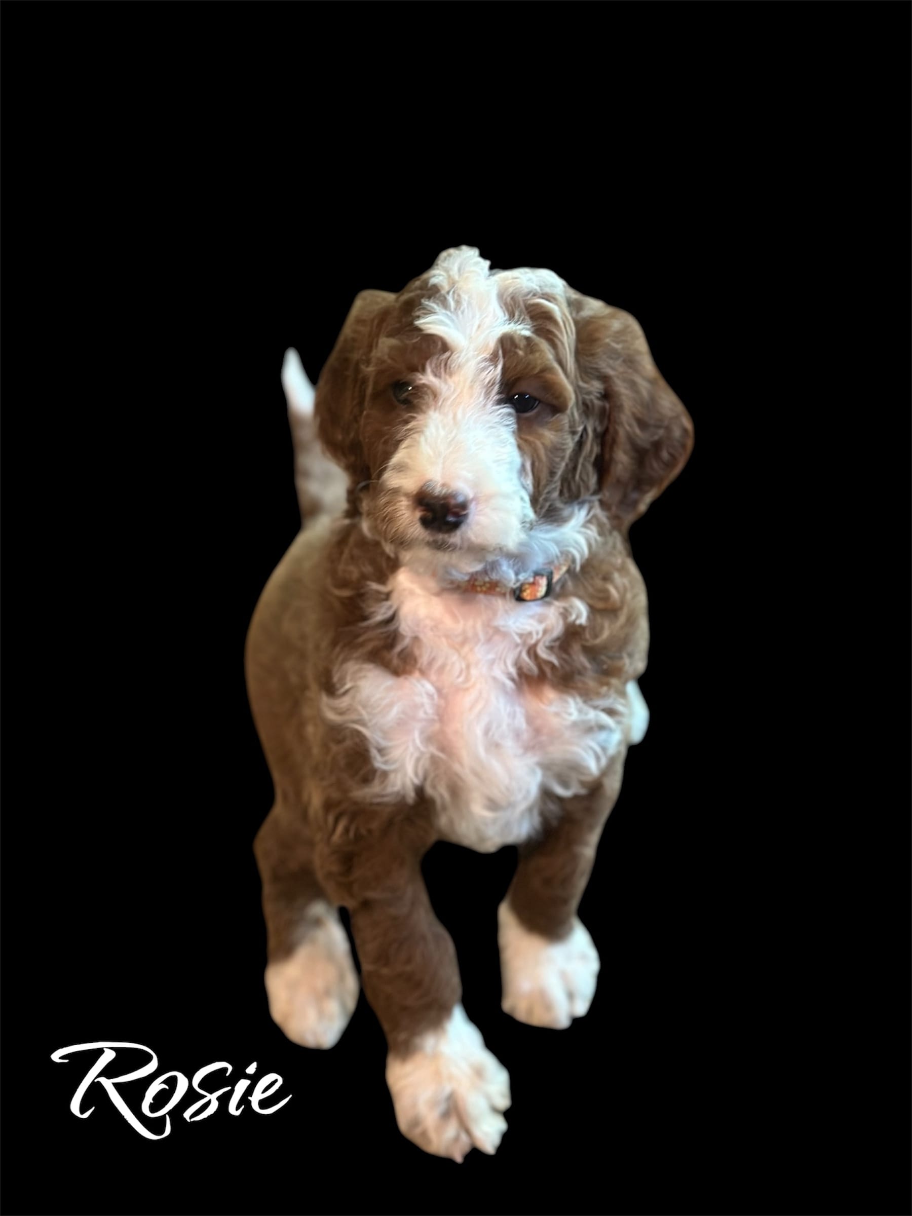 Rosie – Irish Doodle puppy for sale in Winston-Salem, NC