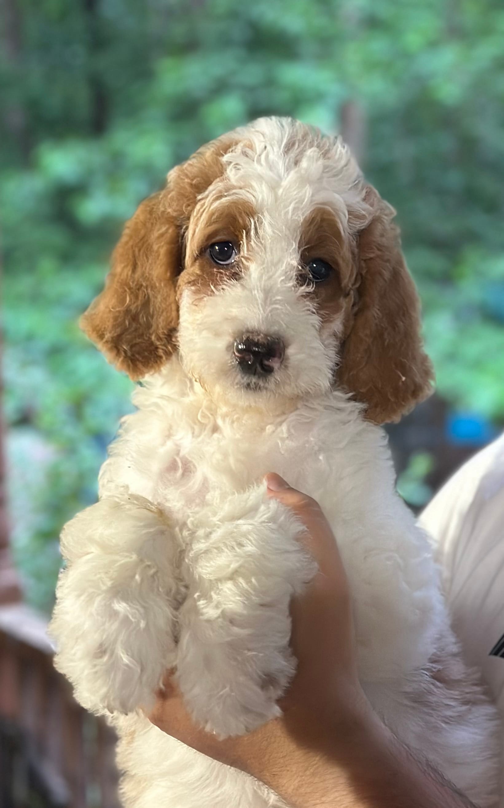 Zoe – Irish Doodle puppy for sale in Winston-Salem, NC