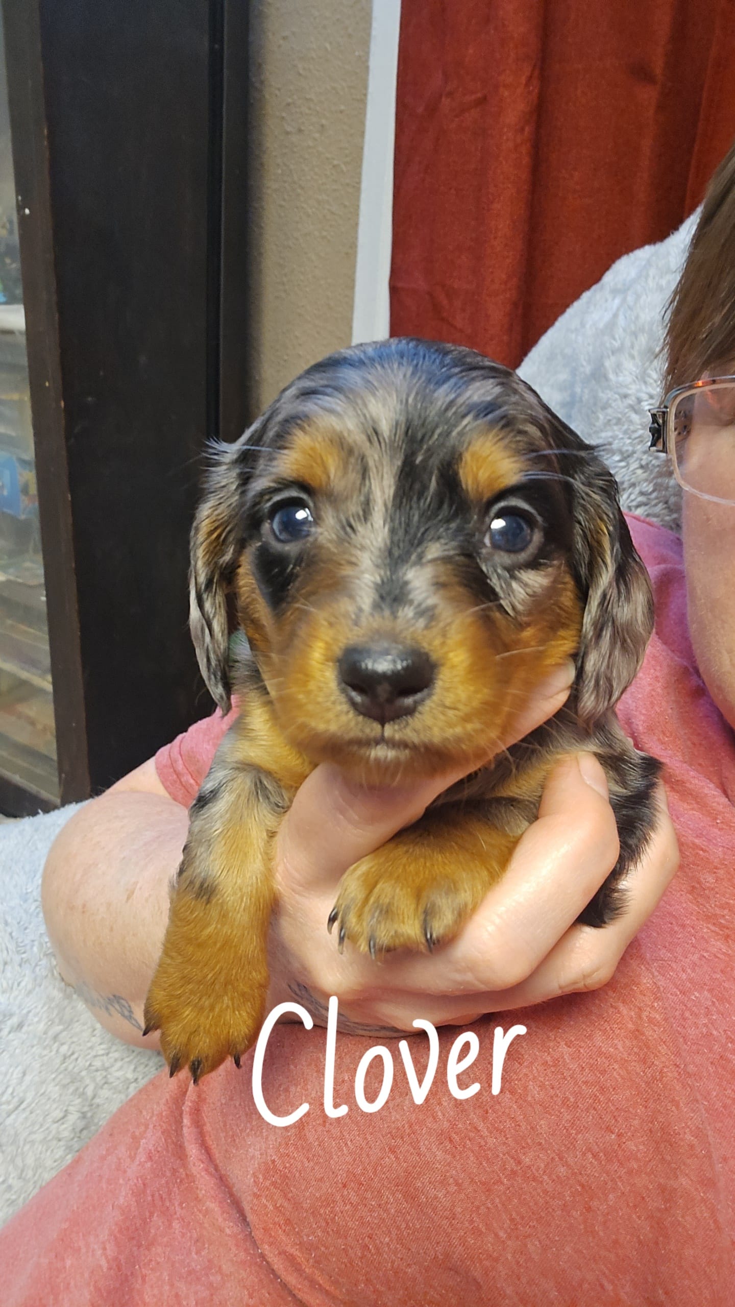 Clover – Miniature Dachshund puppy for sale in Hazleton, IA