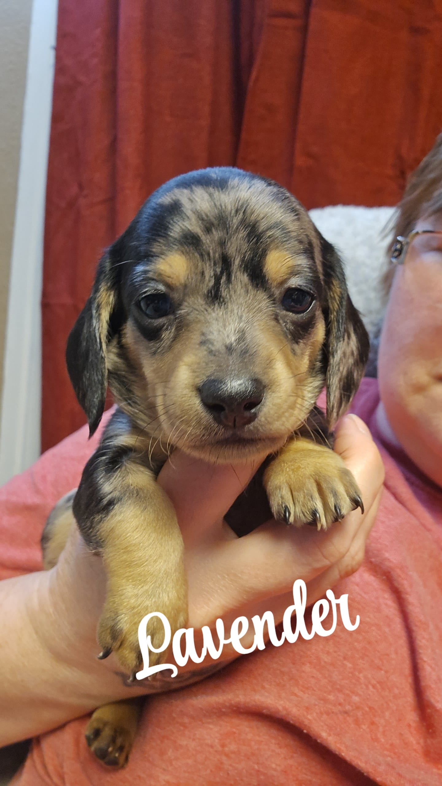 Lavendar  – Miniature Dachshund puppy for sale in Hazleton, IA