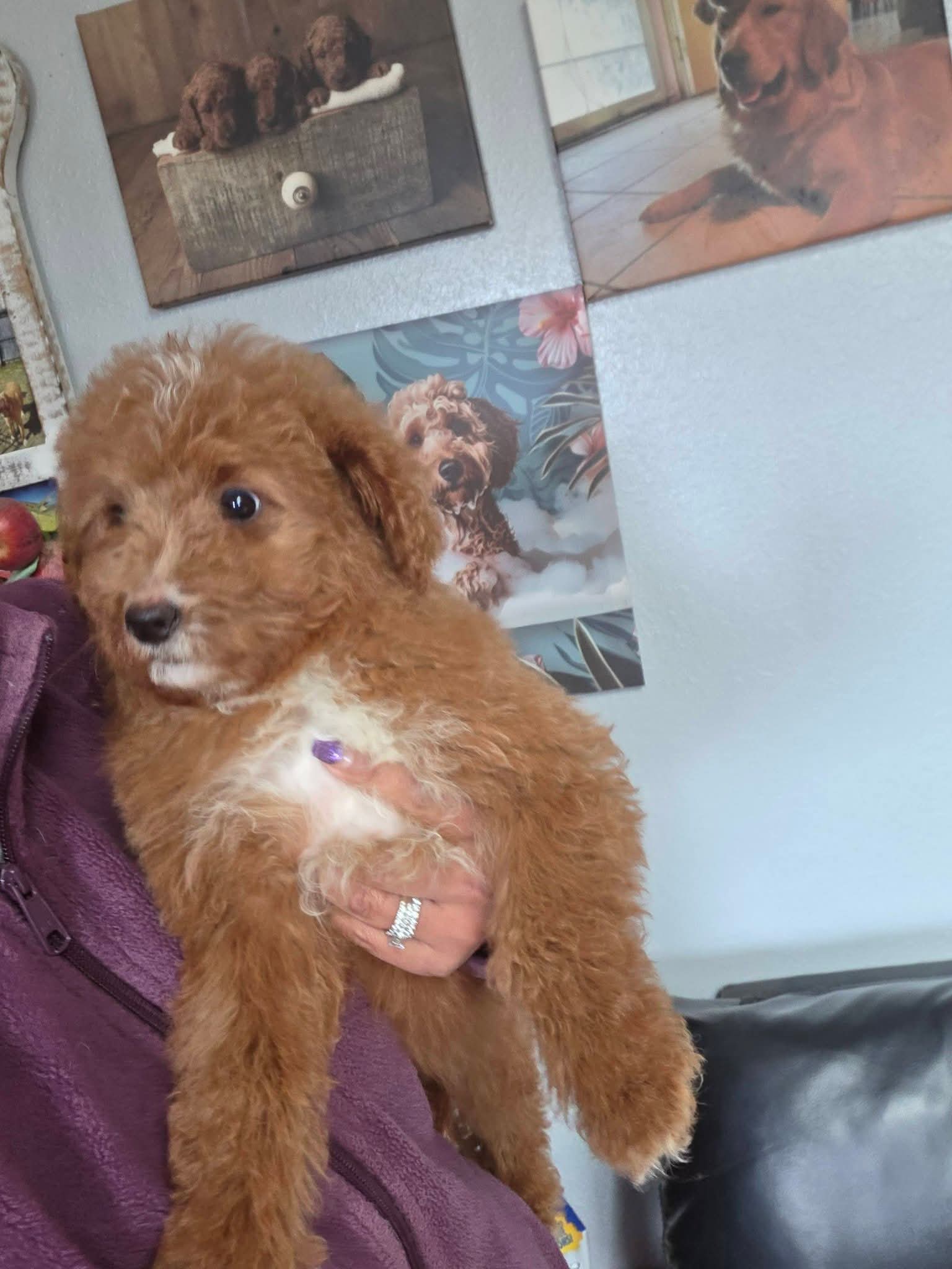 Chiquita – Goldendoodle puppy for sale in Milwaukee, WI