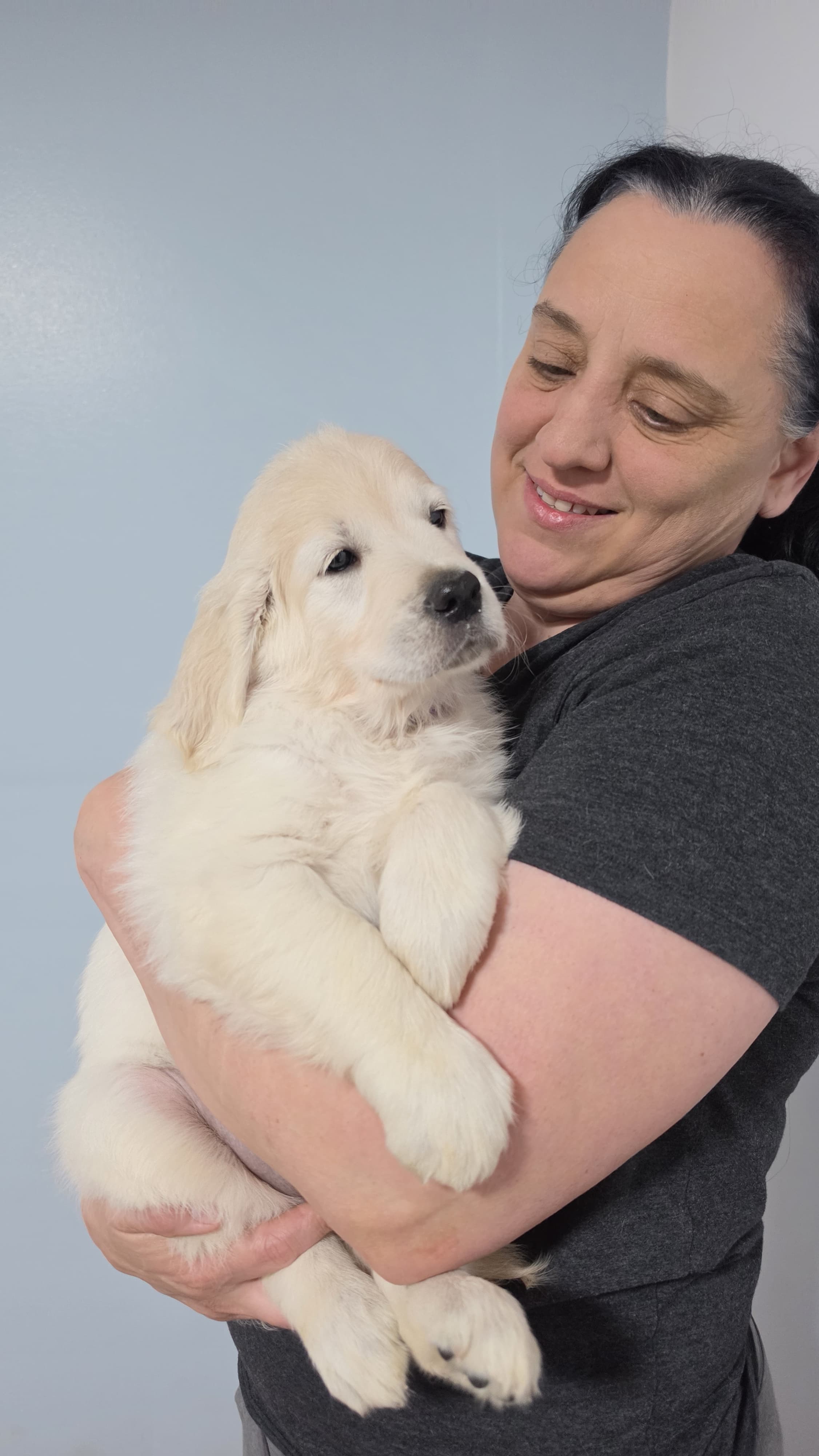 Red v – Golden Retriever puppy for sale in Labelle, FL