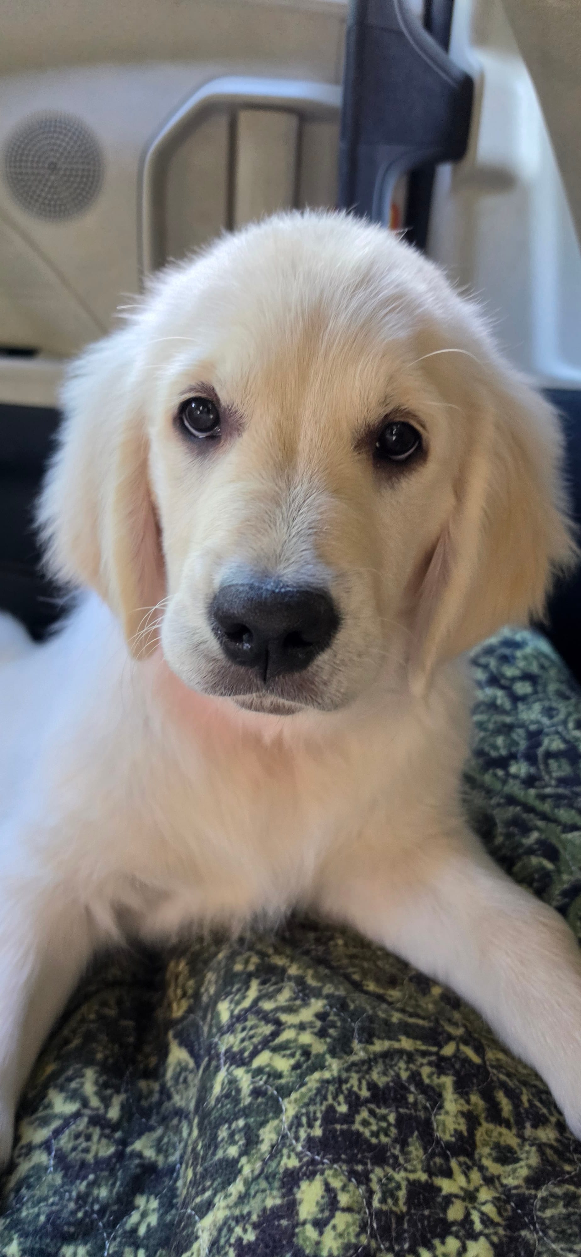 Pink (victoria) – Golden Retriever puppy for sale in Labelle, FL
