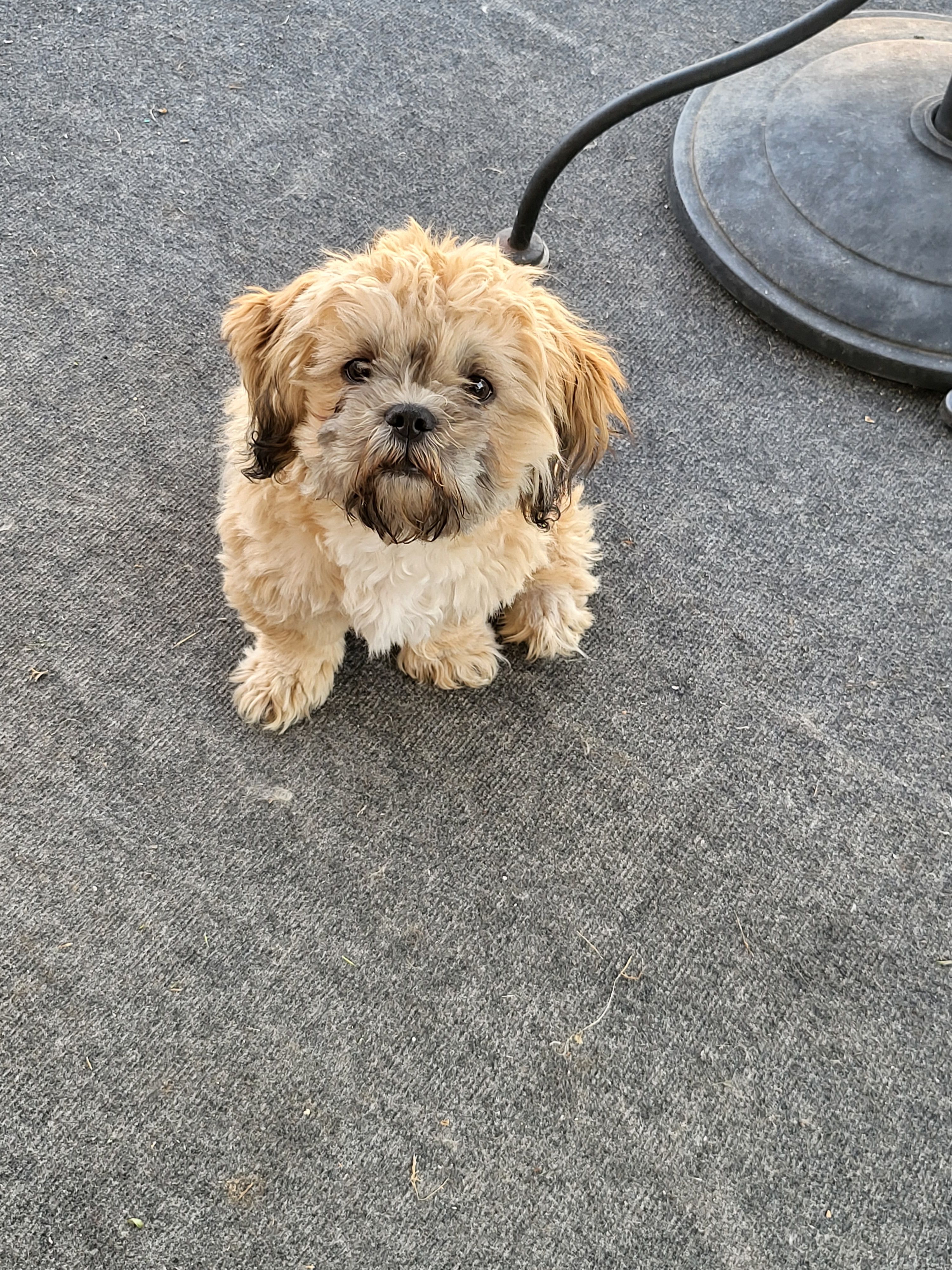 Laz – Shih Tzu puppy for sale in Anna, TX