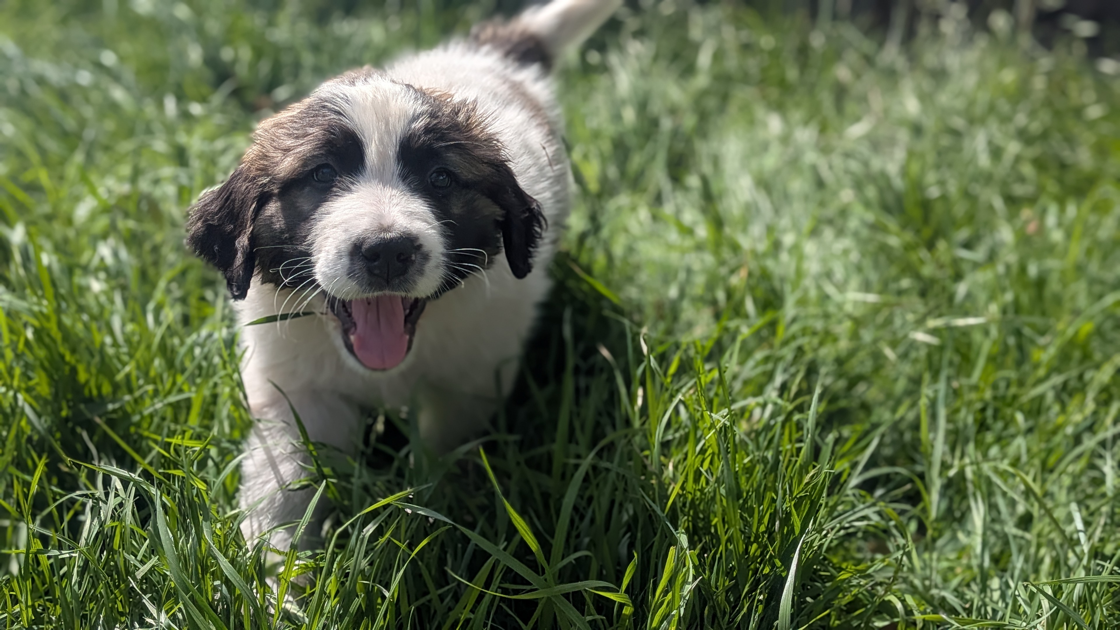 Blaze – Great Pyrenees, Saint Bernard puppy for sale in Grand Prairie, TX