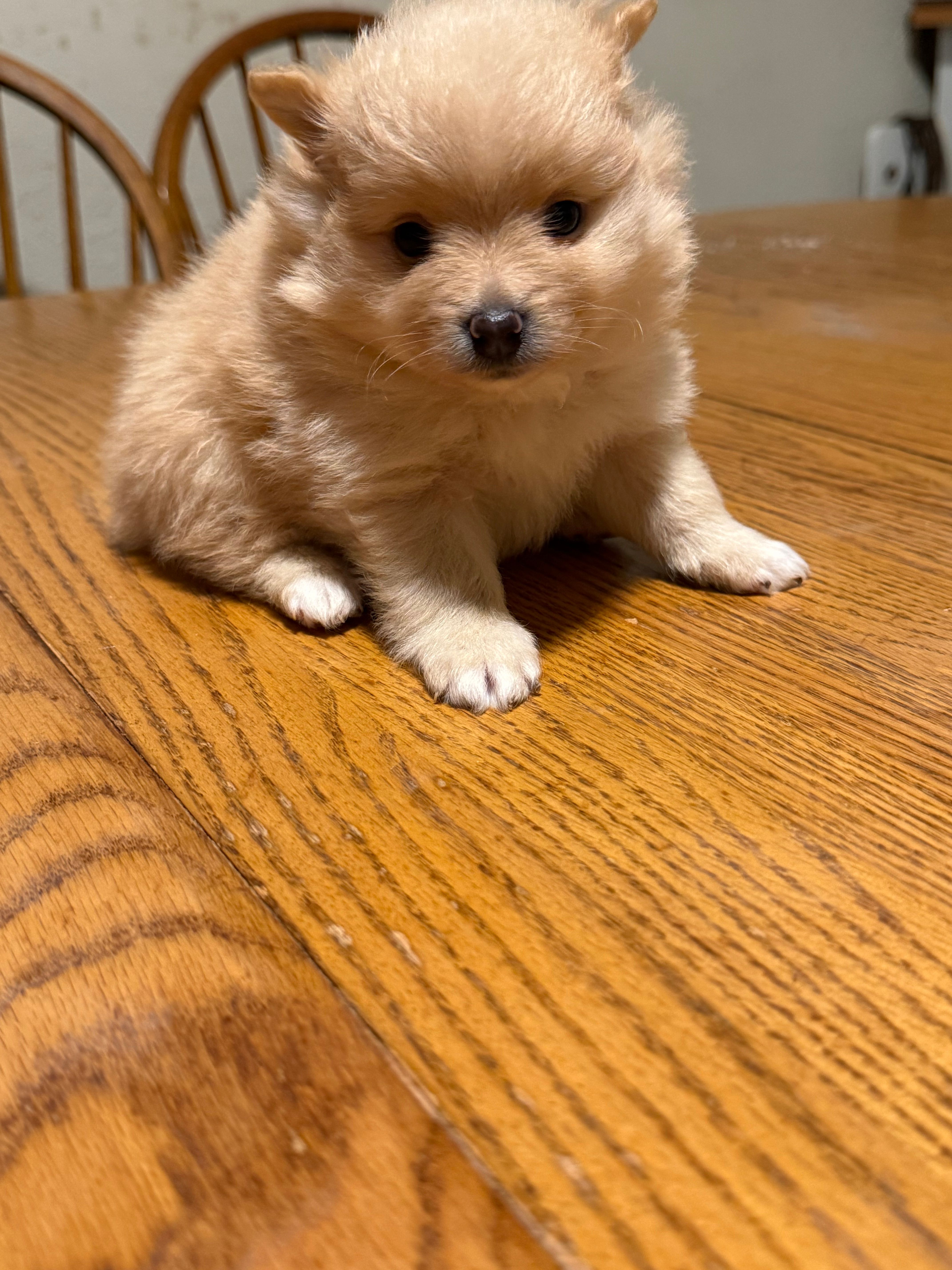 Ready to be named – Pomeranian puppy for sale in Batesville, AR