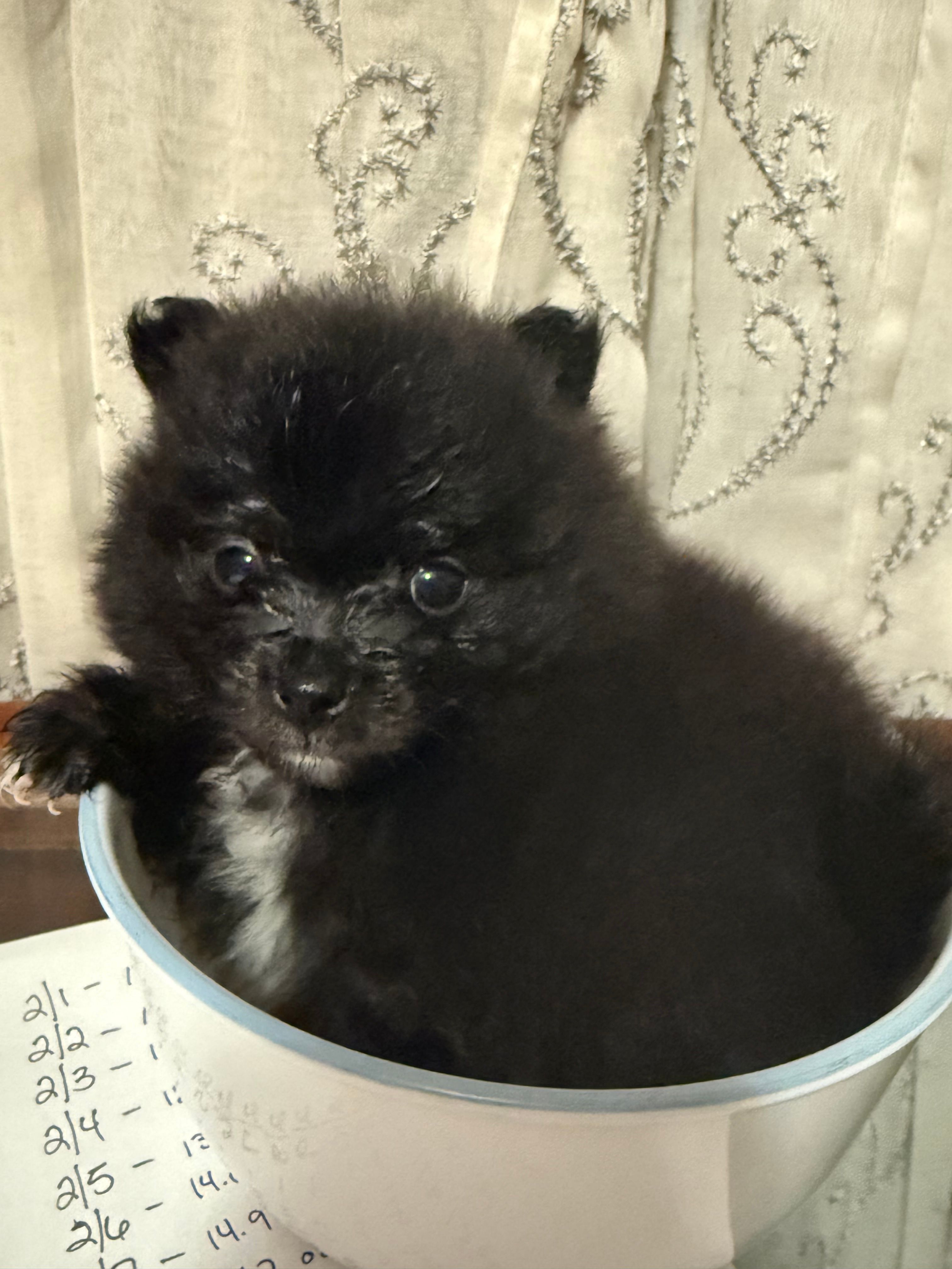 Oreo – Pomeranian puppy for sale in Batesville, AR