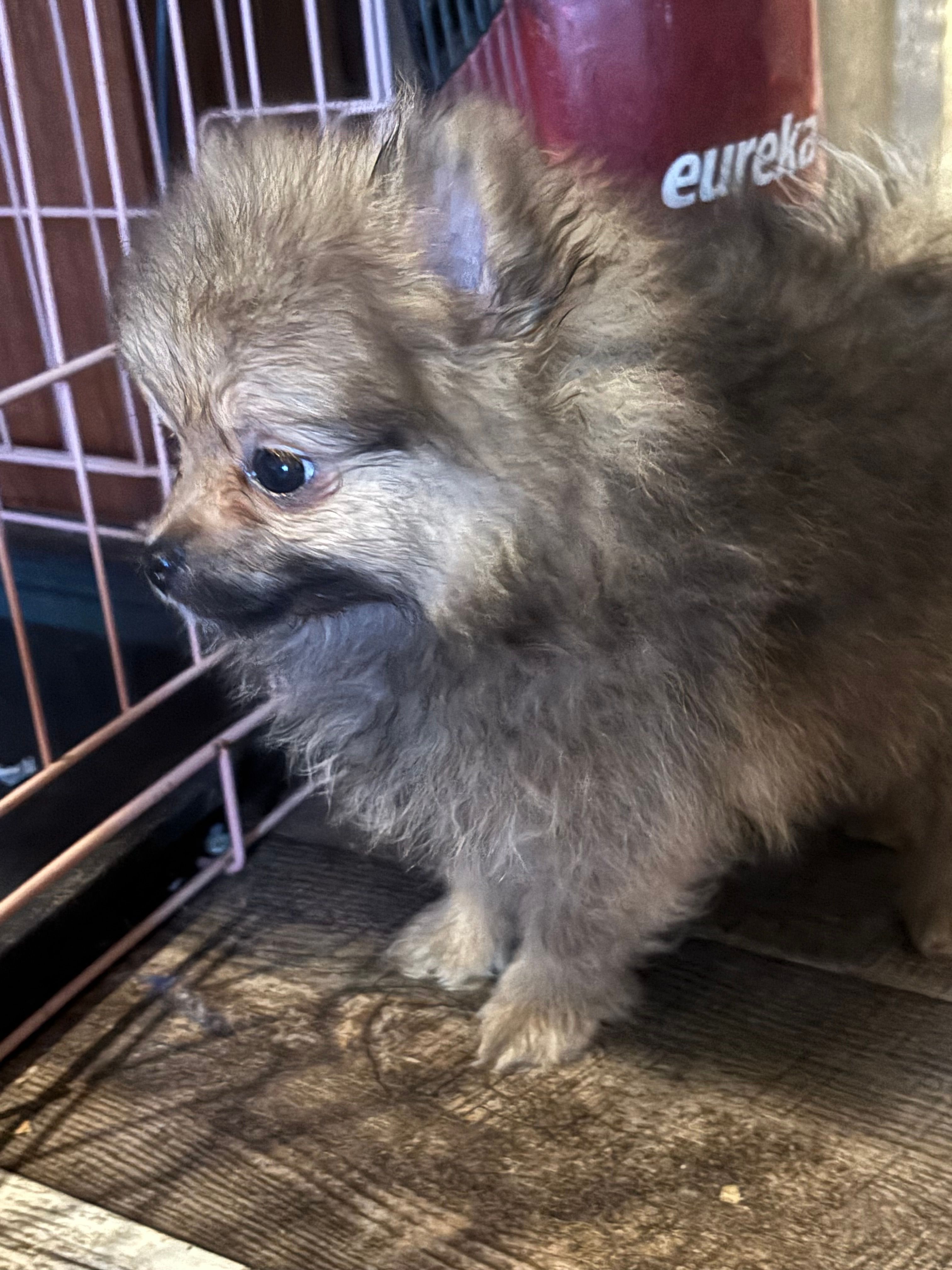 Ready to be named – Pomeranian puppy for sale in Batesville, AR