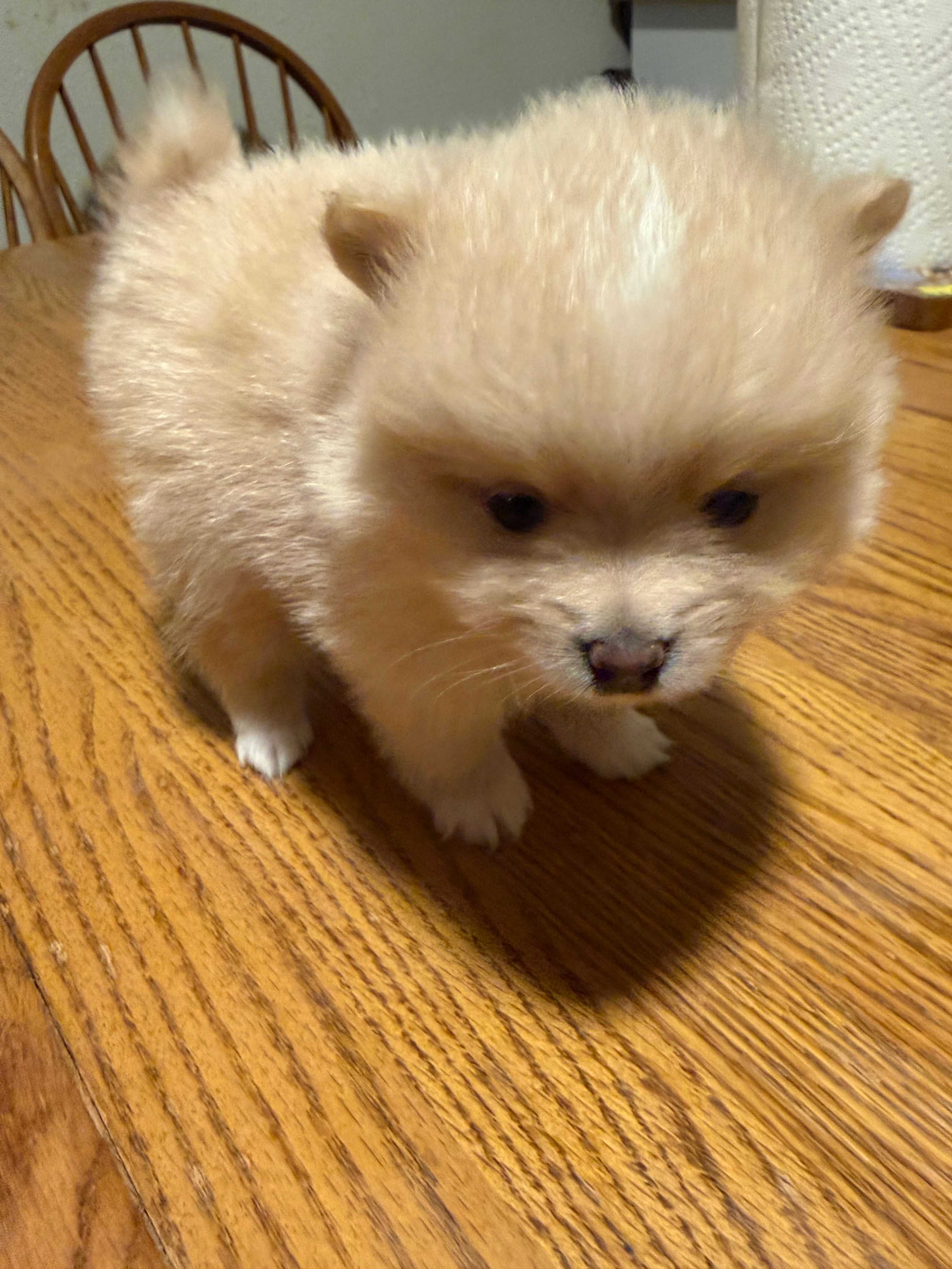 Ready to be named – Pomeranian puppy for sale in Batesville, AR