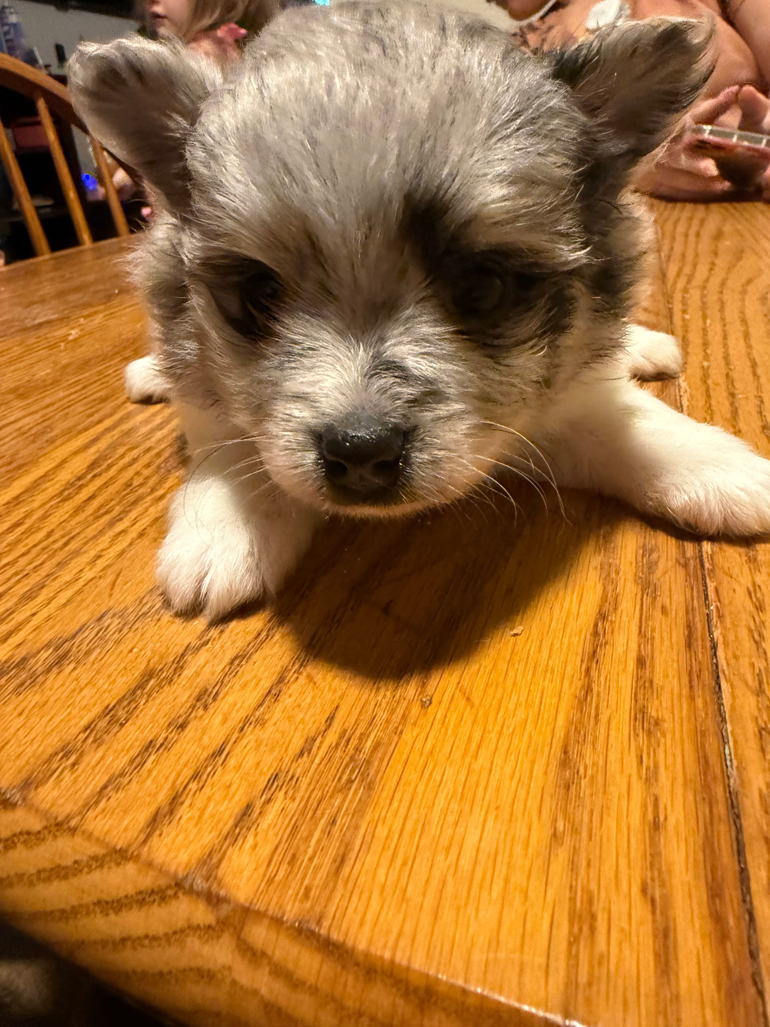 Ready to be named – Pomeranian puppy for sale in Batesville, AR