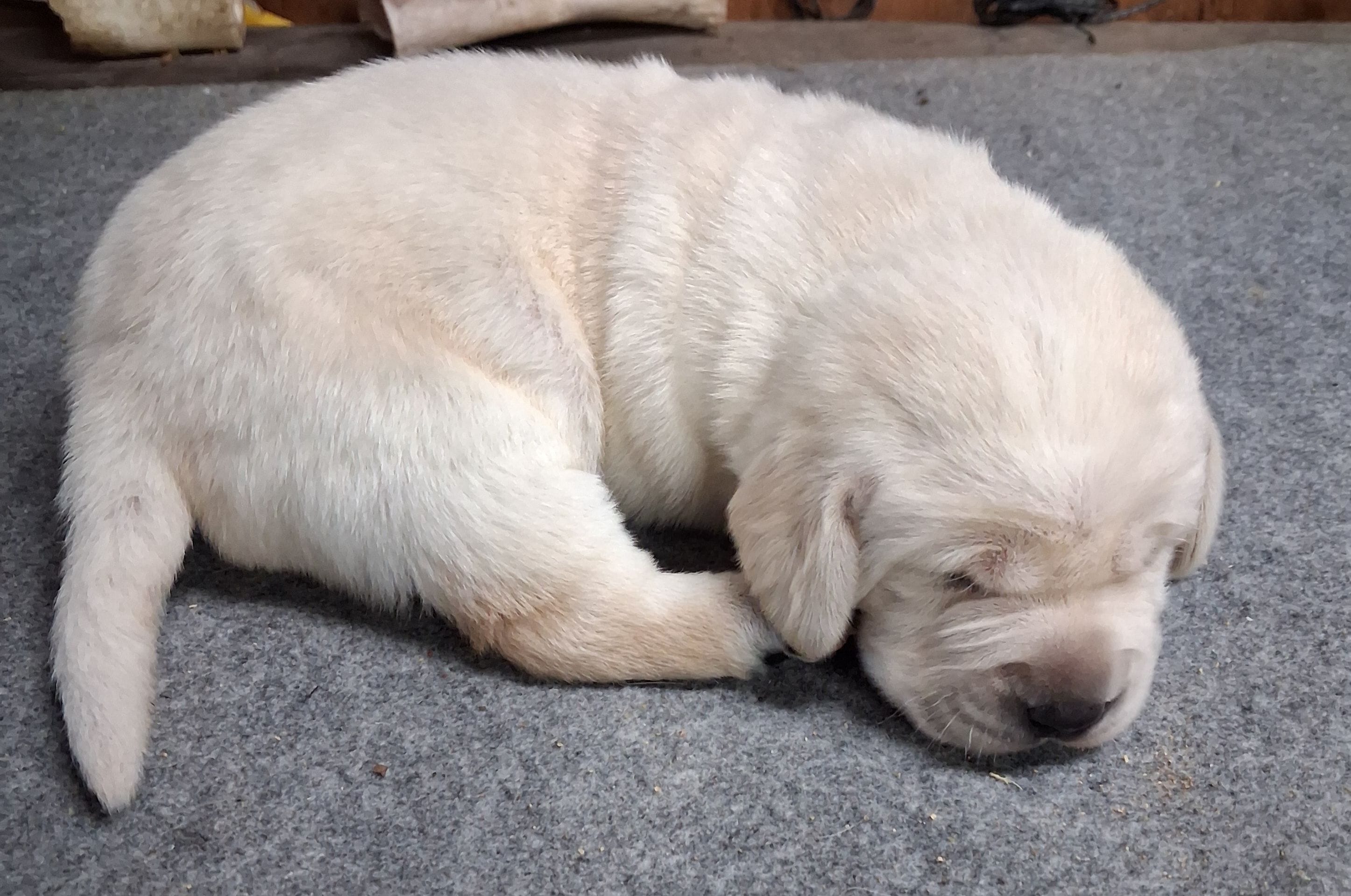 Hickory – Labrador Retriever puppy for sale in Coulterville, IL