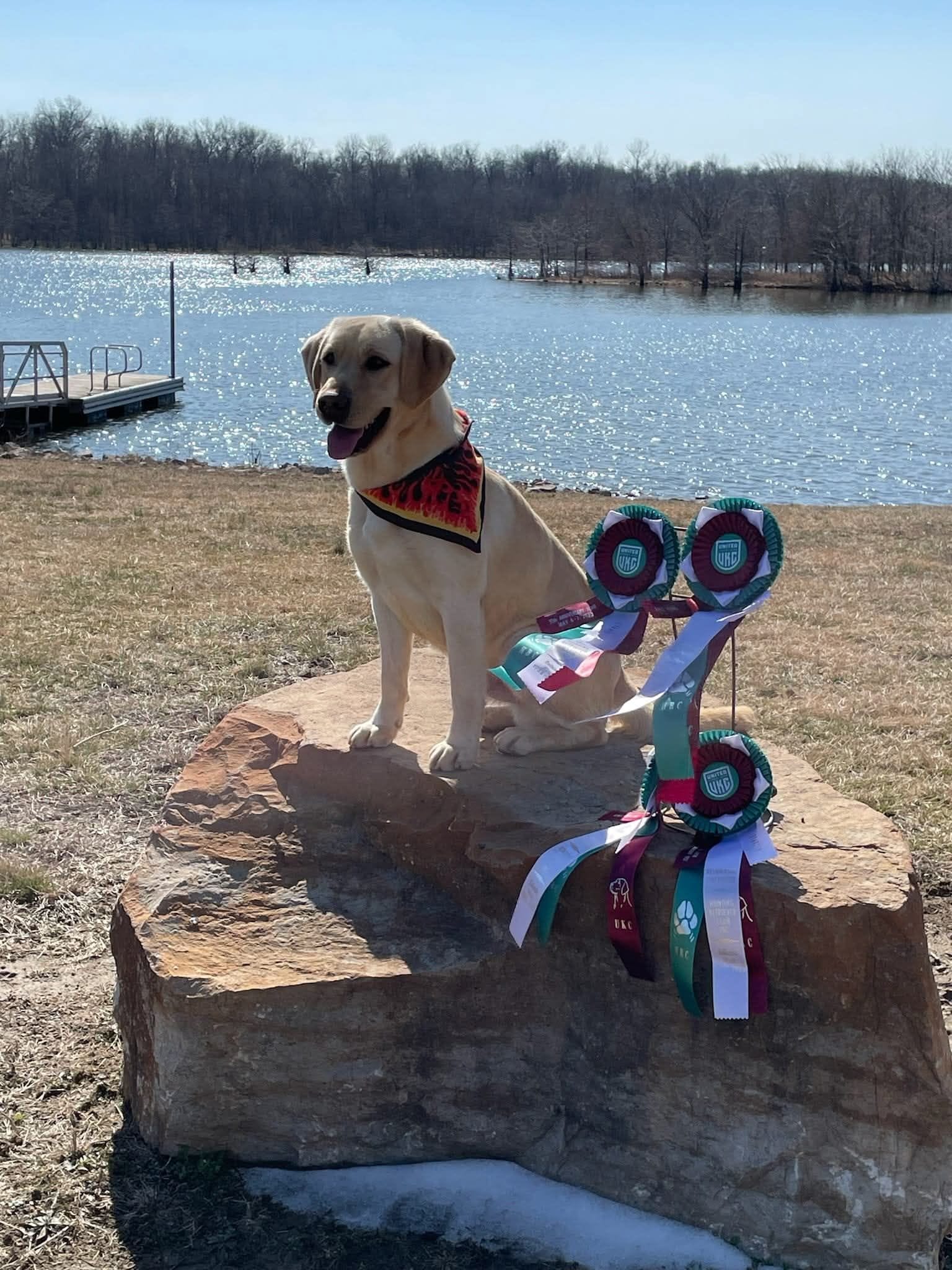 Willow, a female Labrador Retriever for sale in Coulterville, IL – 3 of 3