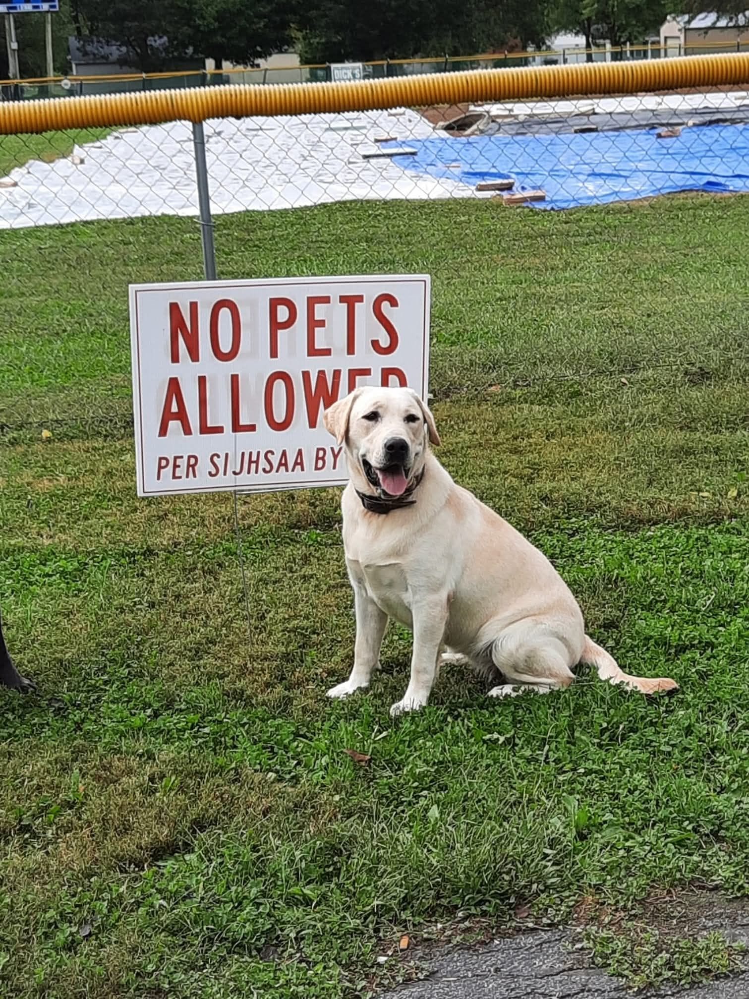 Hickory, a male Labrador Retriever for sale in Coulterville, IL – 2 of 3