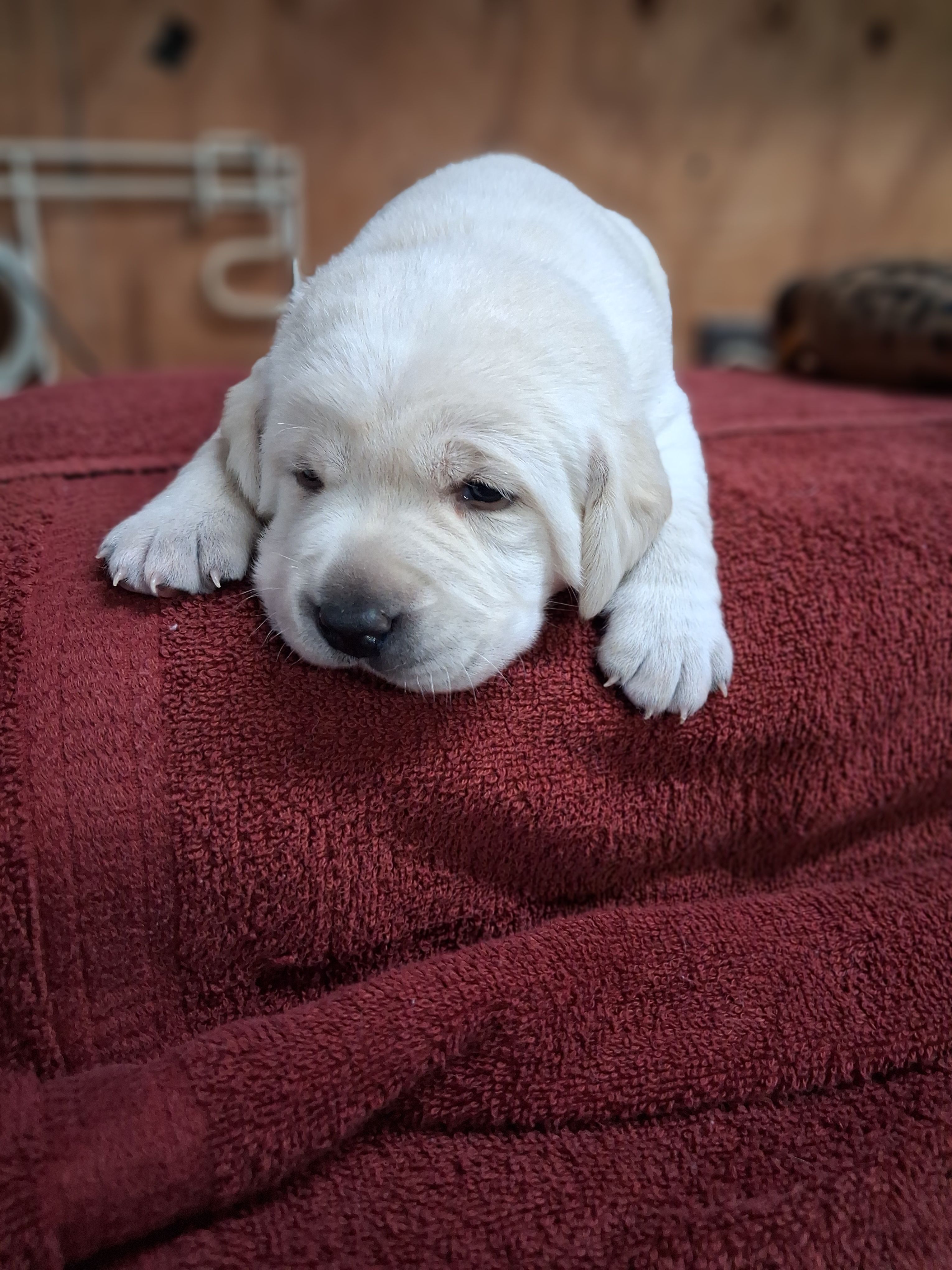 willa – Labrador Retriever puppy for sale in Coulterville, IL