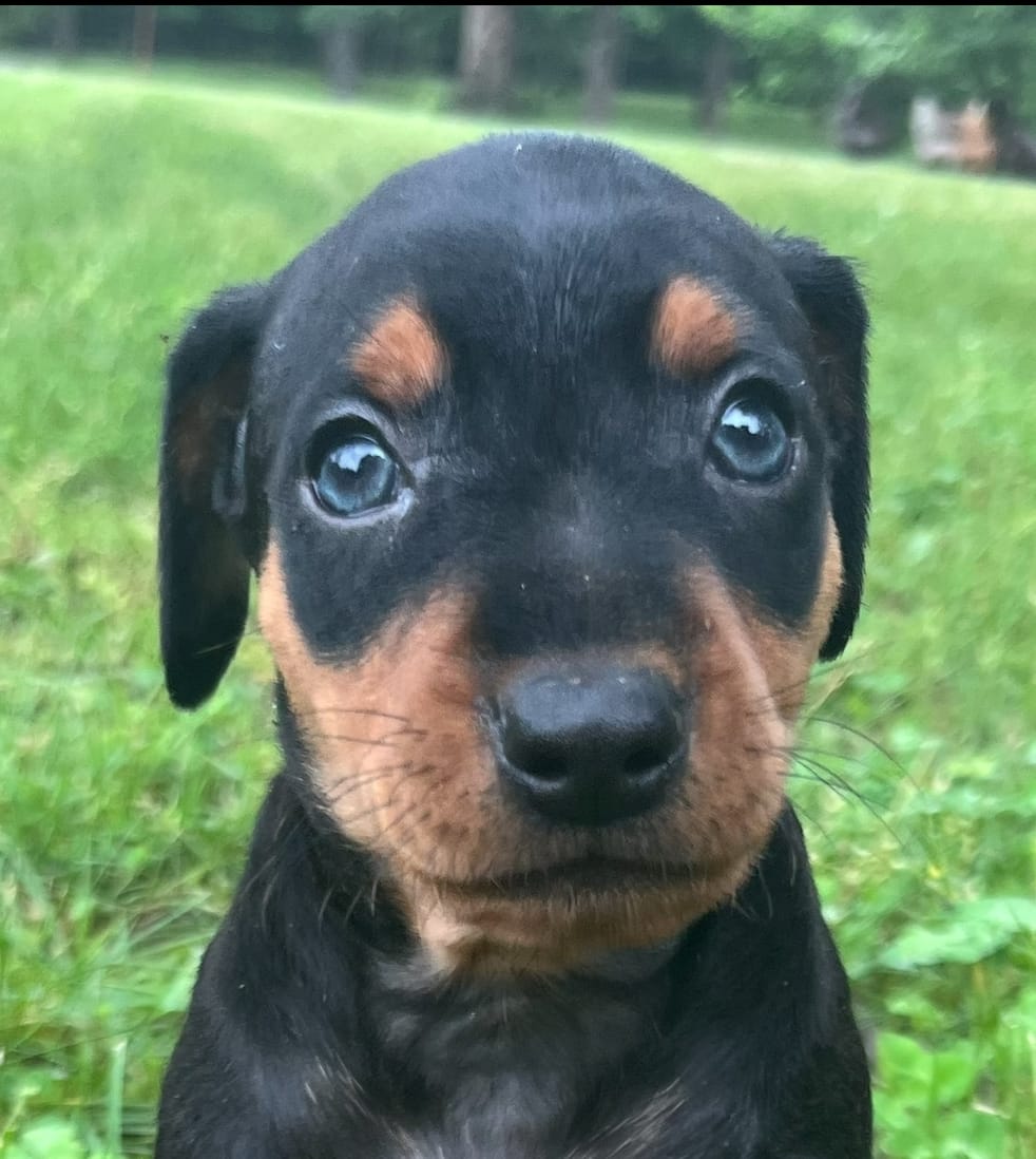 Alfred Blk M – Miniature Pinscher puppy for sale in Rolla, MO