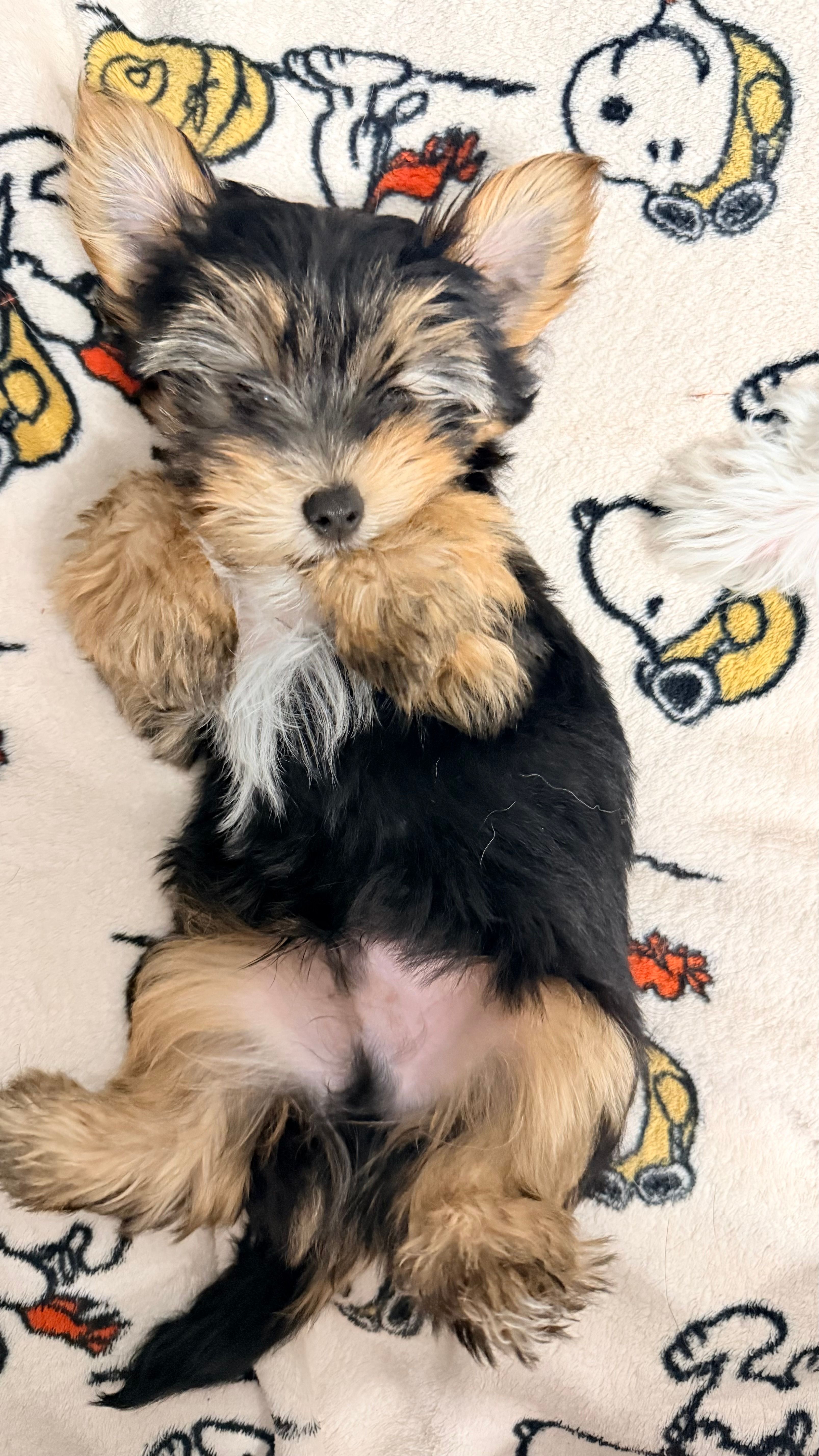 Q – Yorkshire Terrier puppy for sale in Dallas, TX