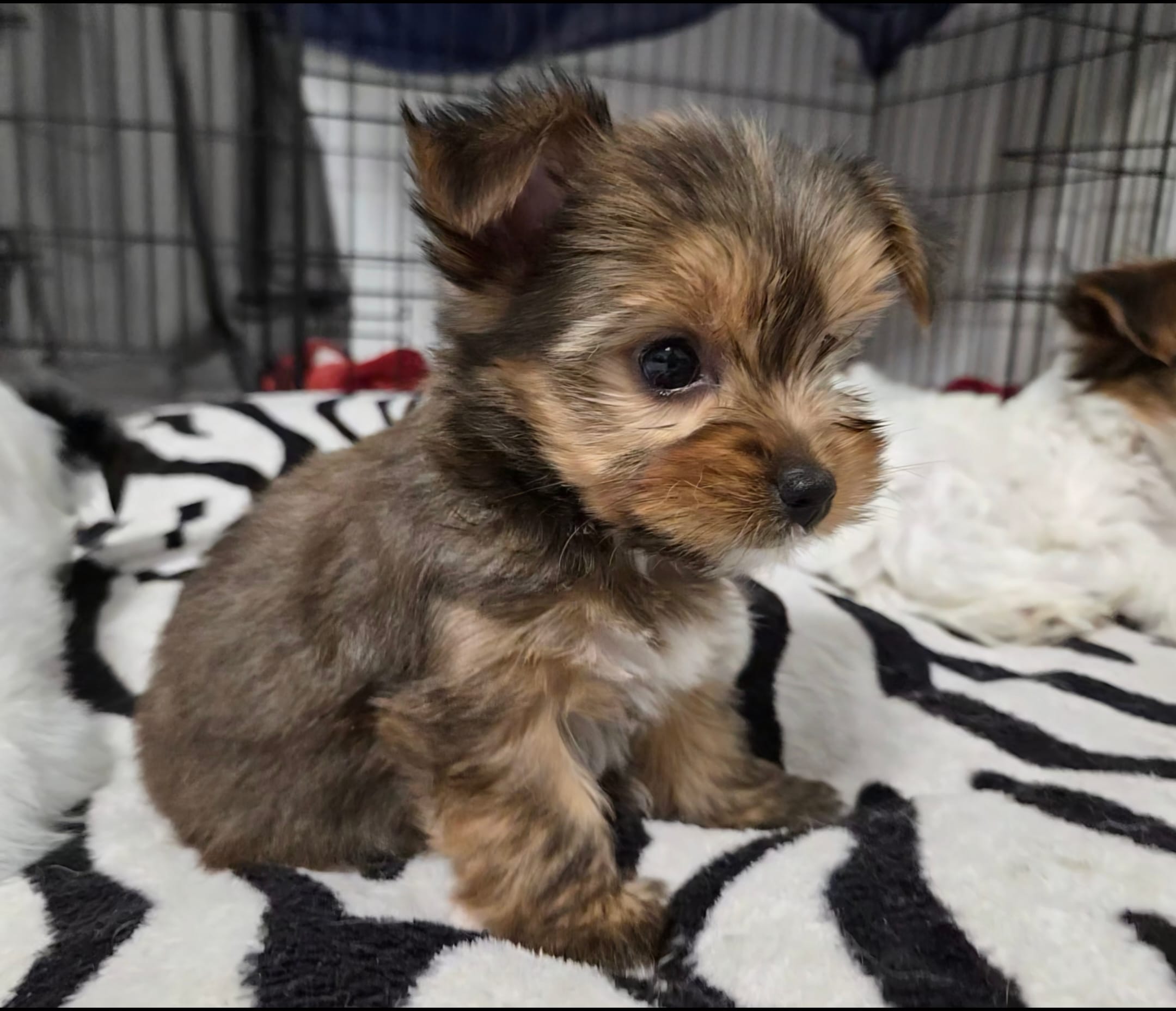 Mimi – Yorkshire Terrier puppy for sale in Dallas, TX