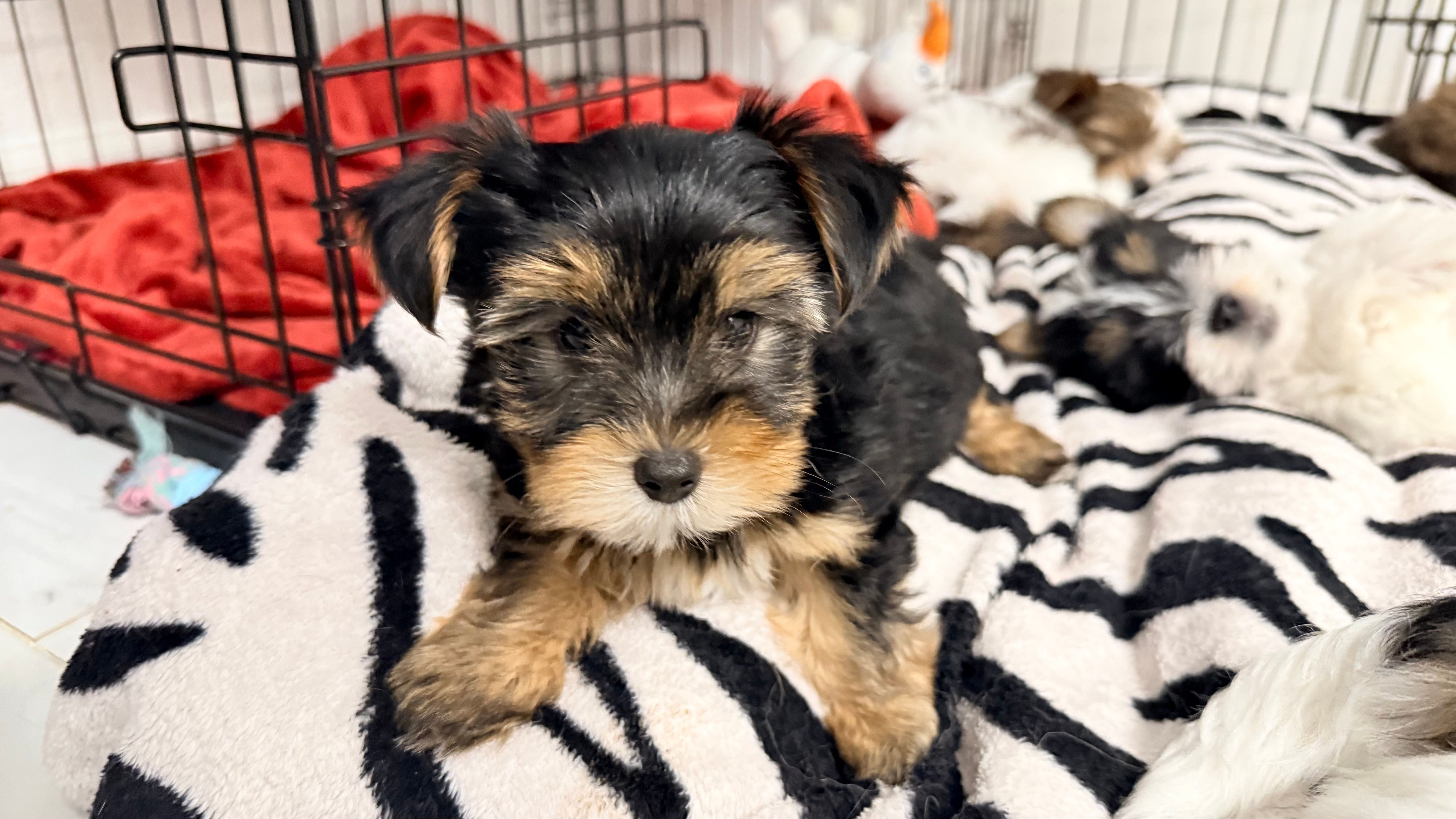 Q – Yorkshire Terrier puppy for sale in Dallas, TX