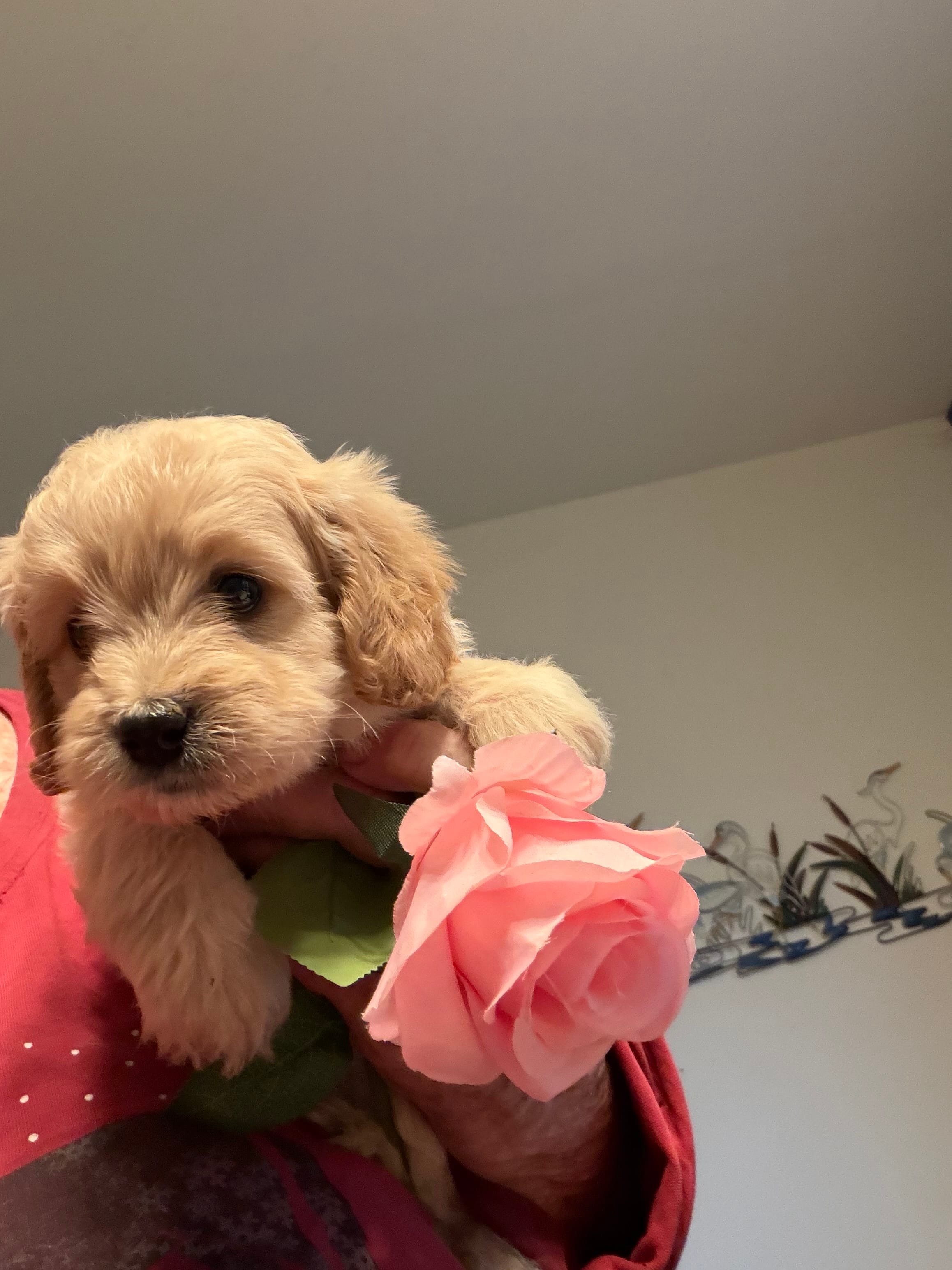 Libby – Cockapoo puppy for sale in Fredericksburg, VA