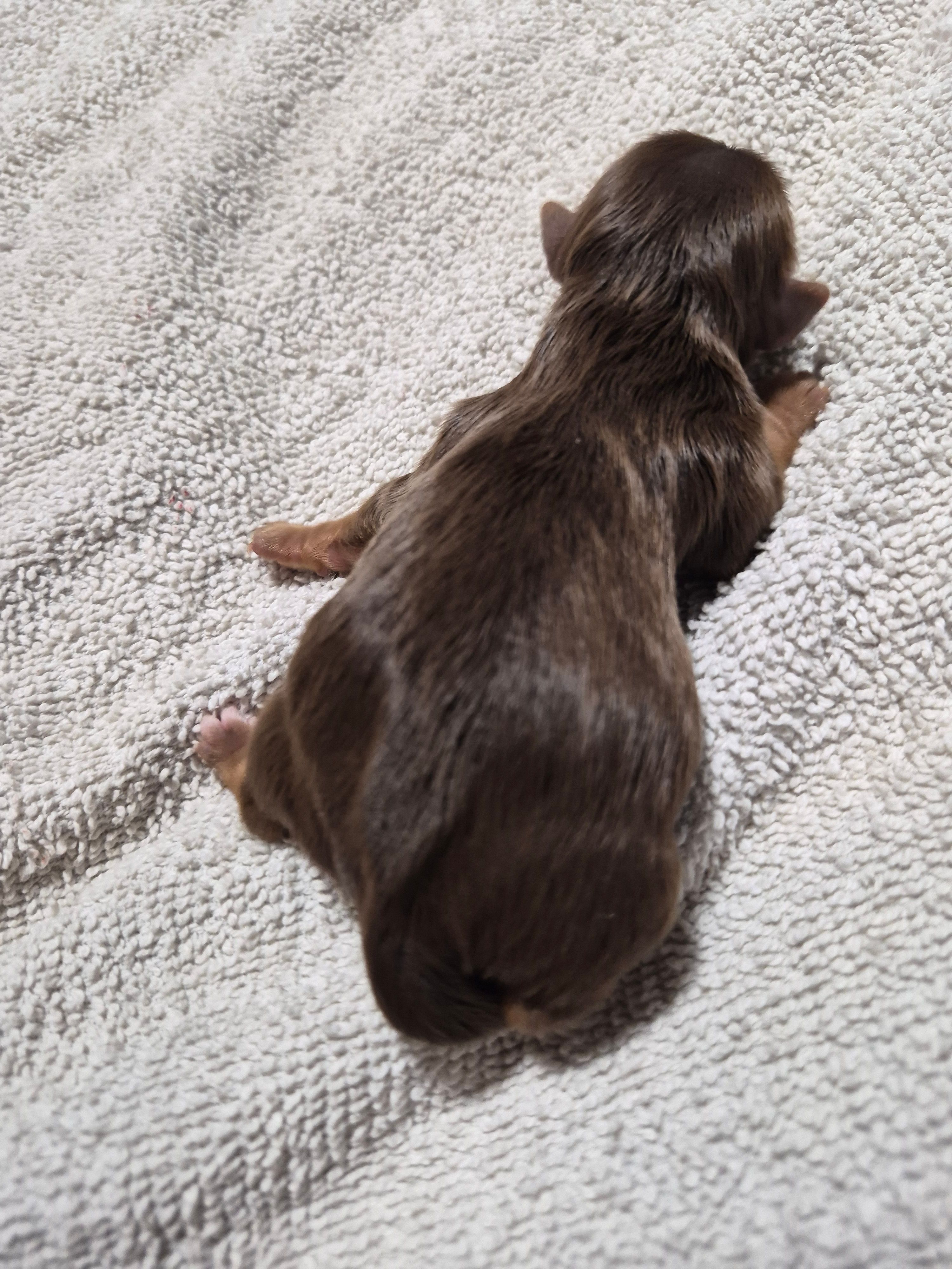 P 2 CHOCOLATE BOY – Yorkshire Terrier puppy for sale in Bakersfield, CA